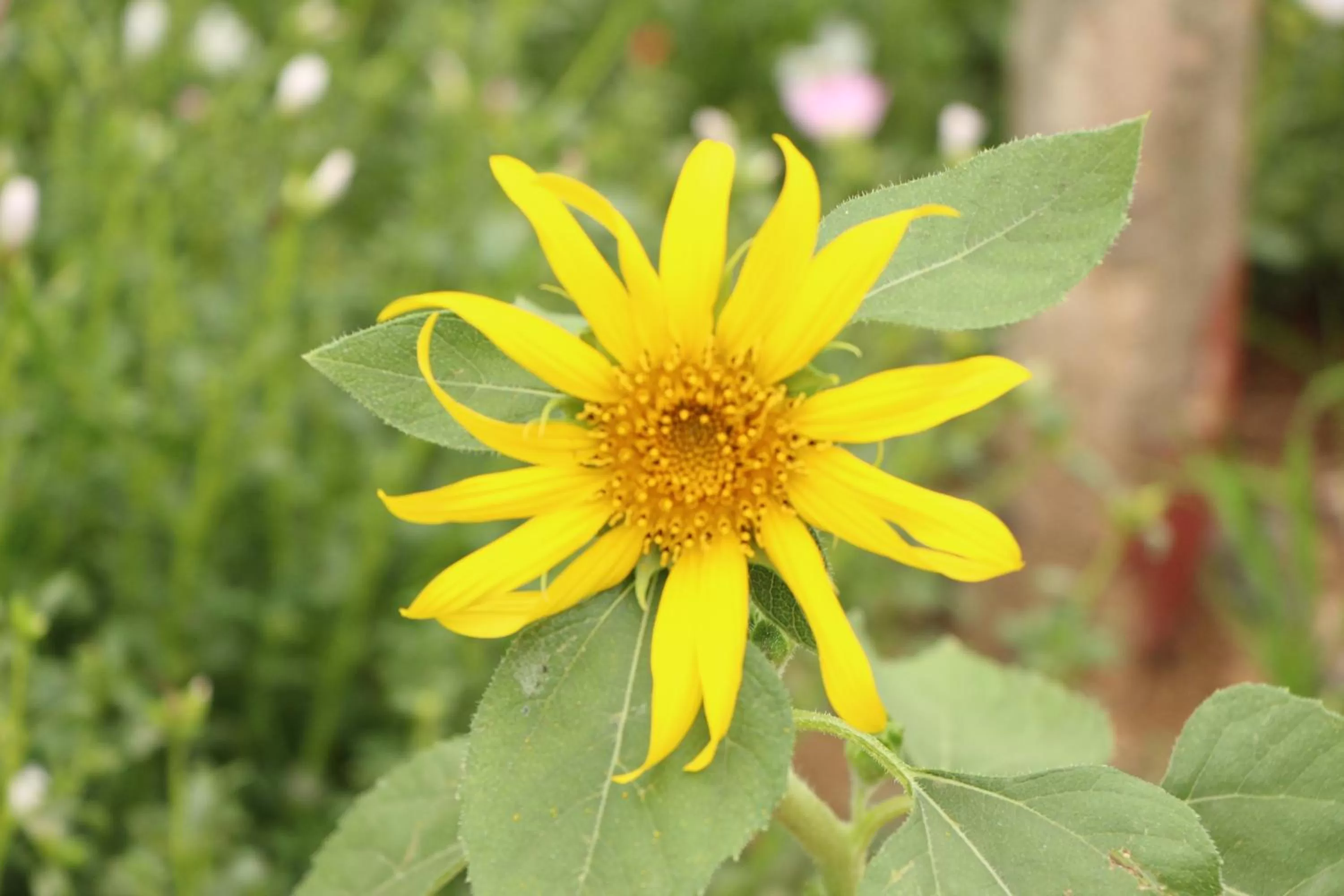 Natural landscape in RaVorn Villa Boutique