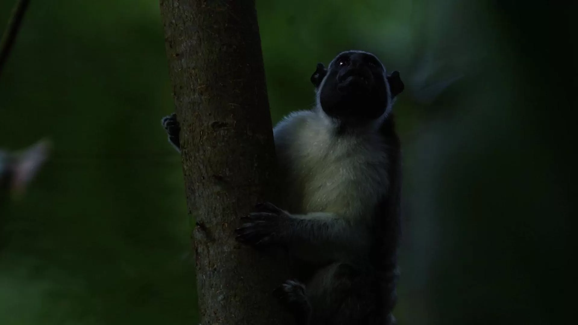 Other Animals in Los Robles Capurgana