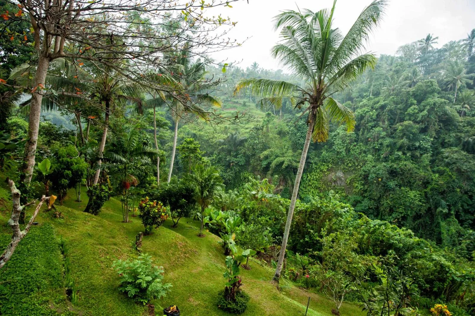 View (from property/room) in Beji Ubud Resort