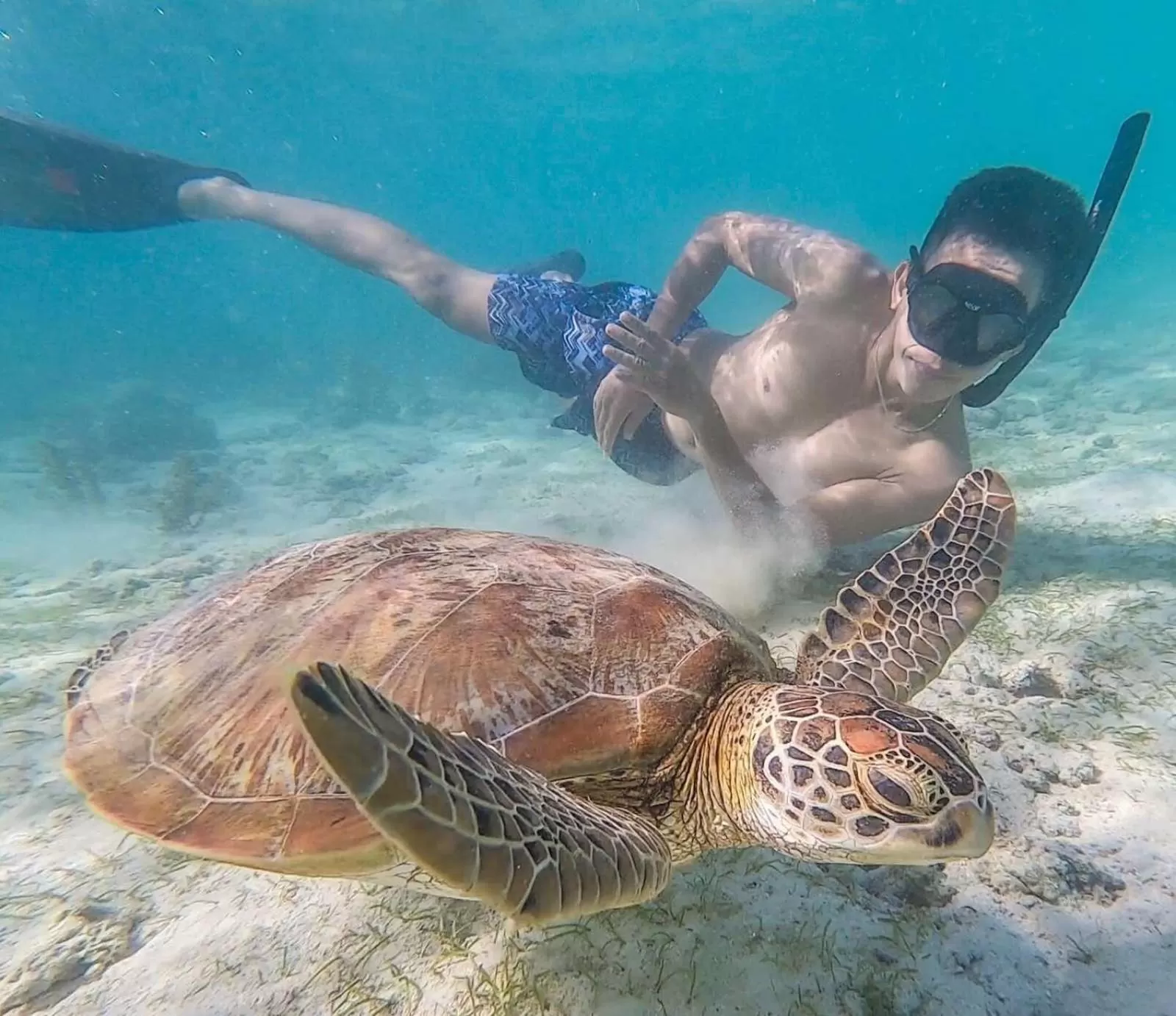 Snorkeling in Pescador View - Beachfront ,Extensions & nearby the Ocean Hostels & Restaurant Moalboal