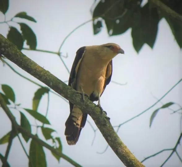 Other Animals in Villa Cristina - Casa Boutique