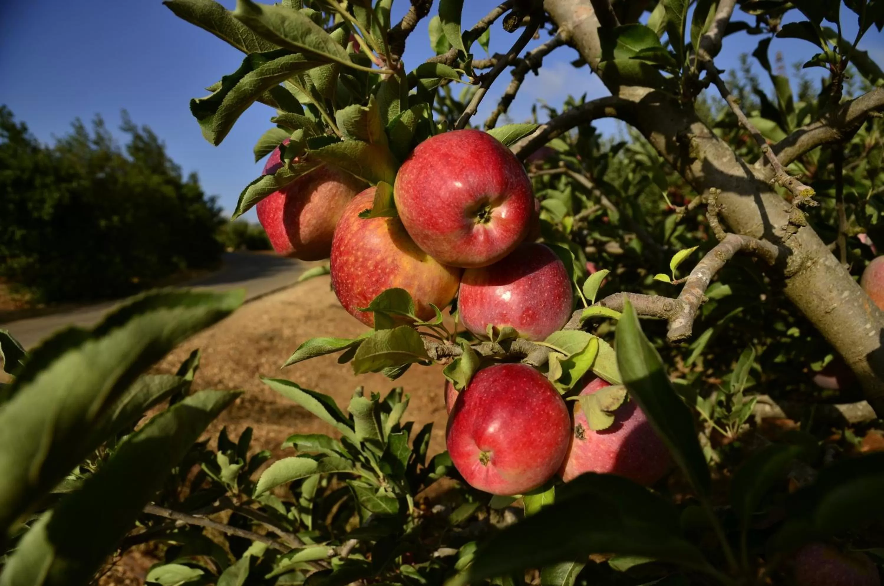 Food close-up, Food in HaBaronit