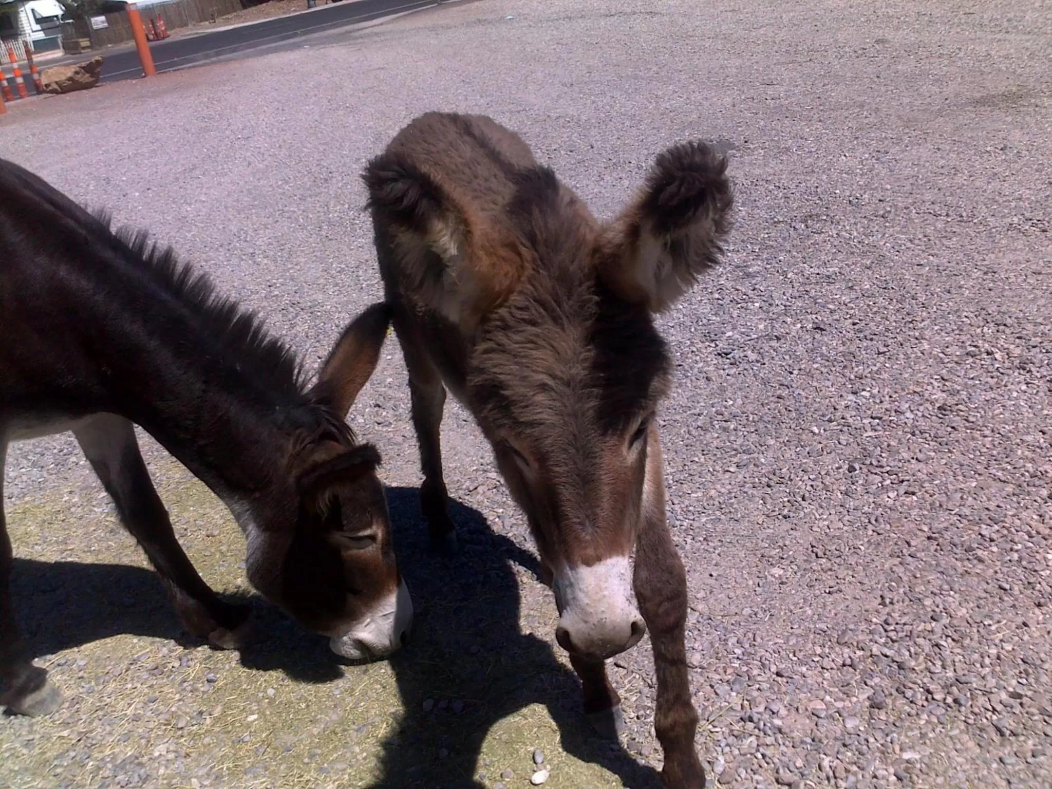 Animals in Atomic Inn Beatty Near Death Valley