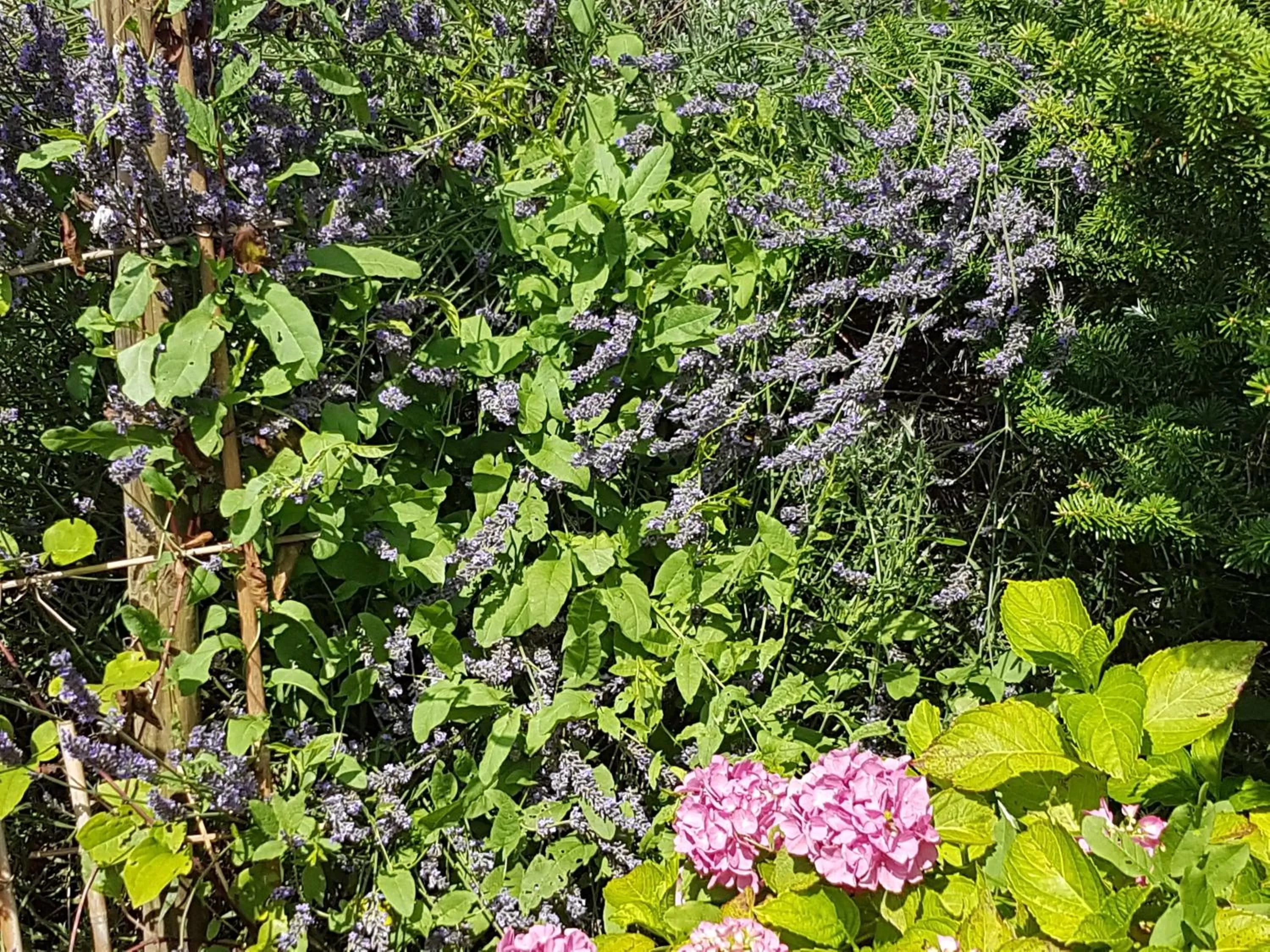 Activities, Garden in Noclegi Biała Róża