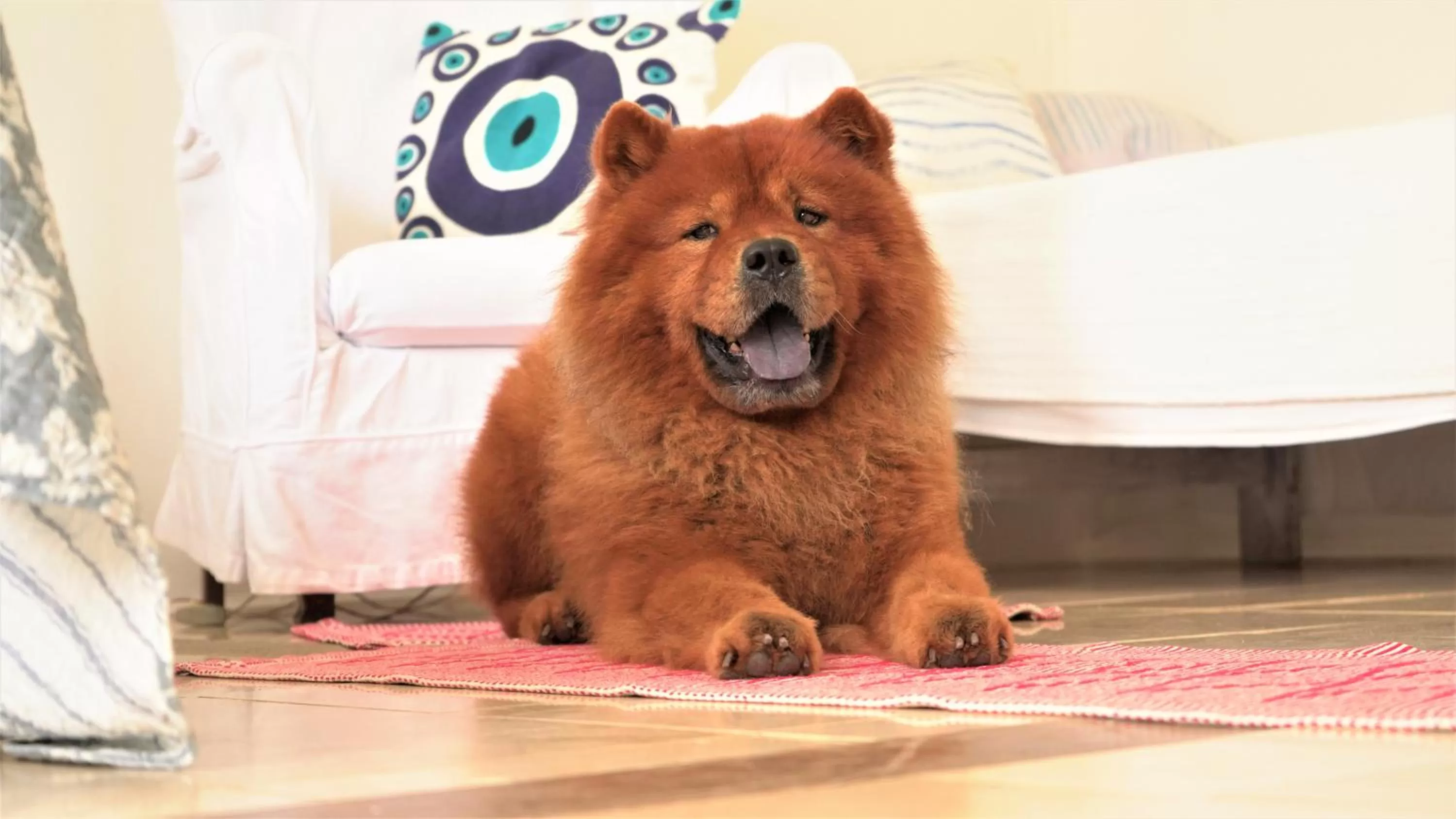 Pets in Pousada Manaaki