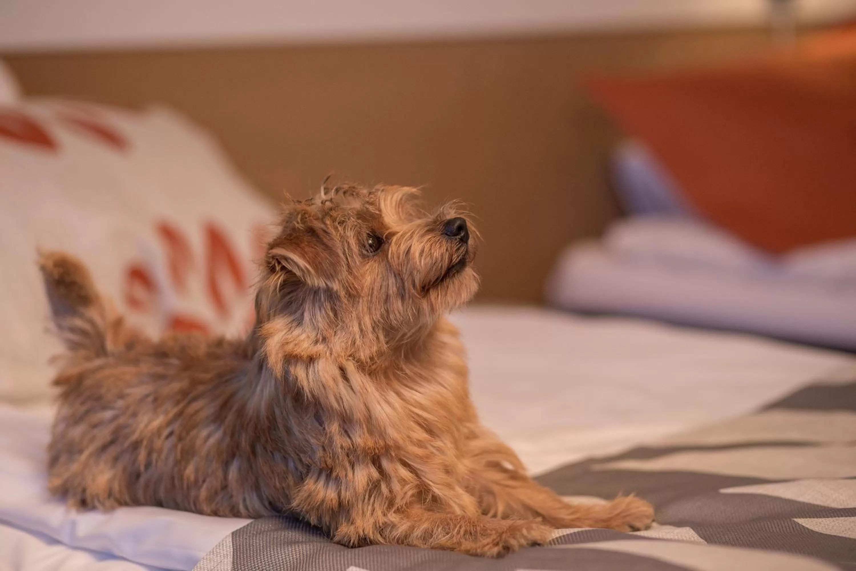 Bed in Park Hotel Tornio