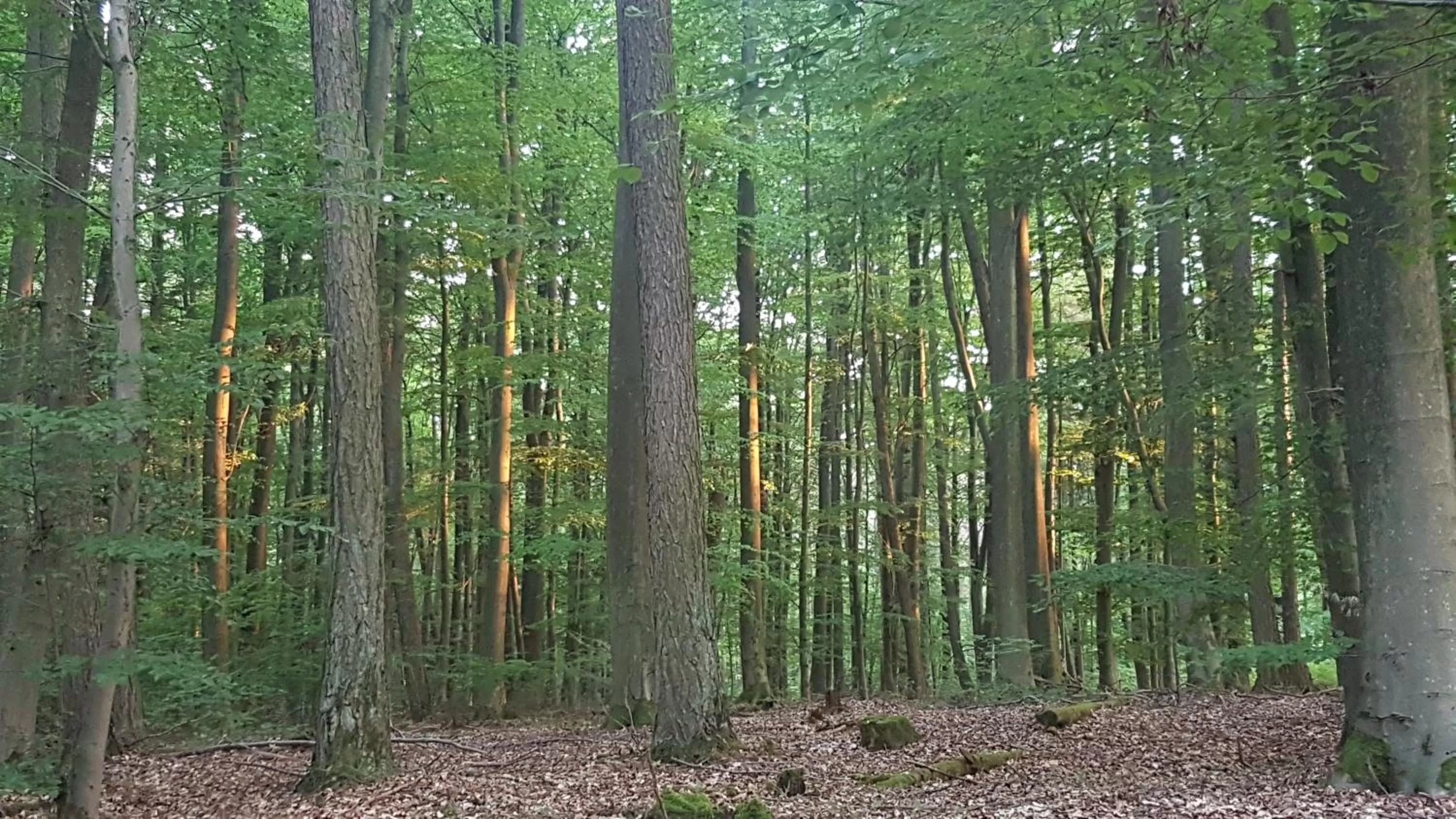 Natural landscape in Hardtwald Hotel