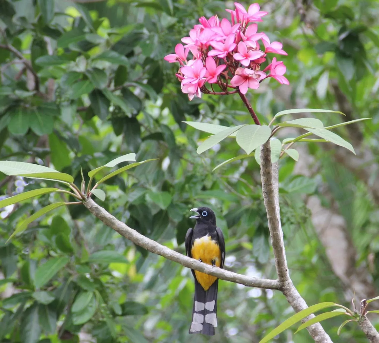 Garden, Other Animals in Sun Creek Lodge