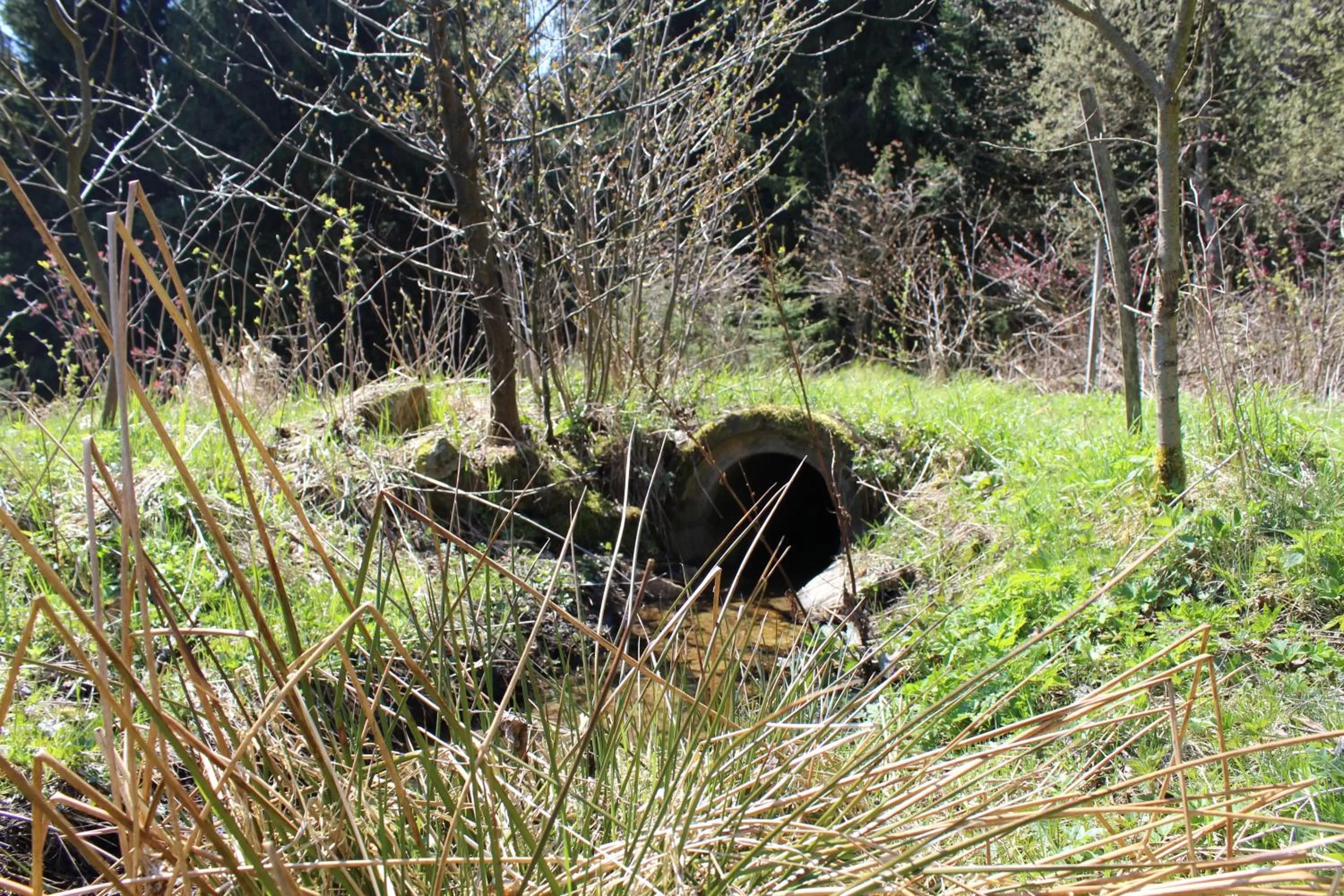Natural landscape, Garden in Waldgasthof Bad Einsiedel