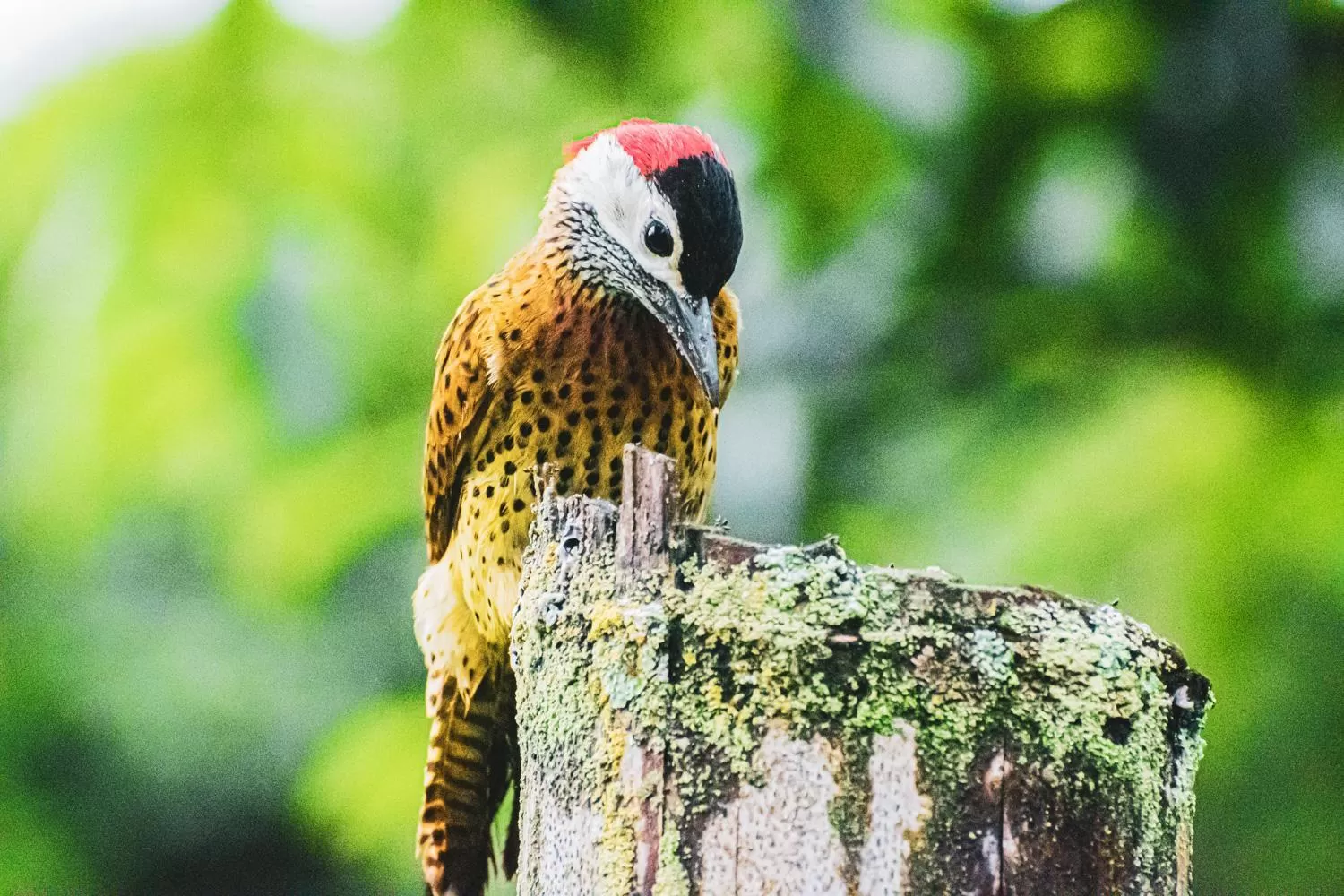 Other Animals in Villa Cristina - Casa Boutique