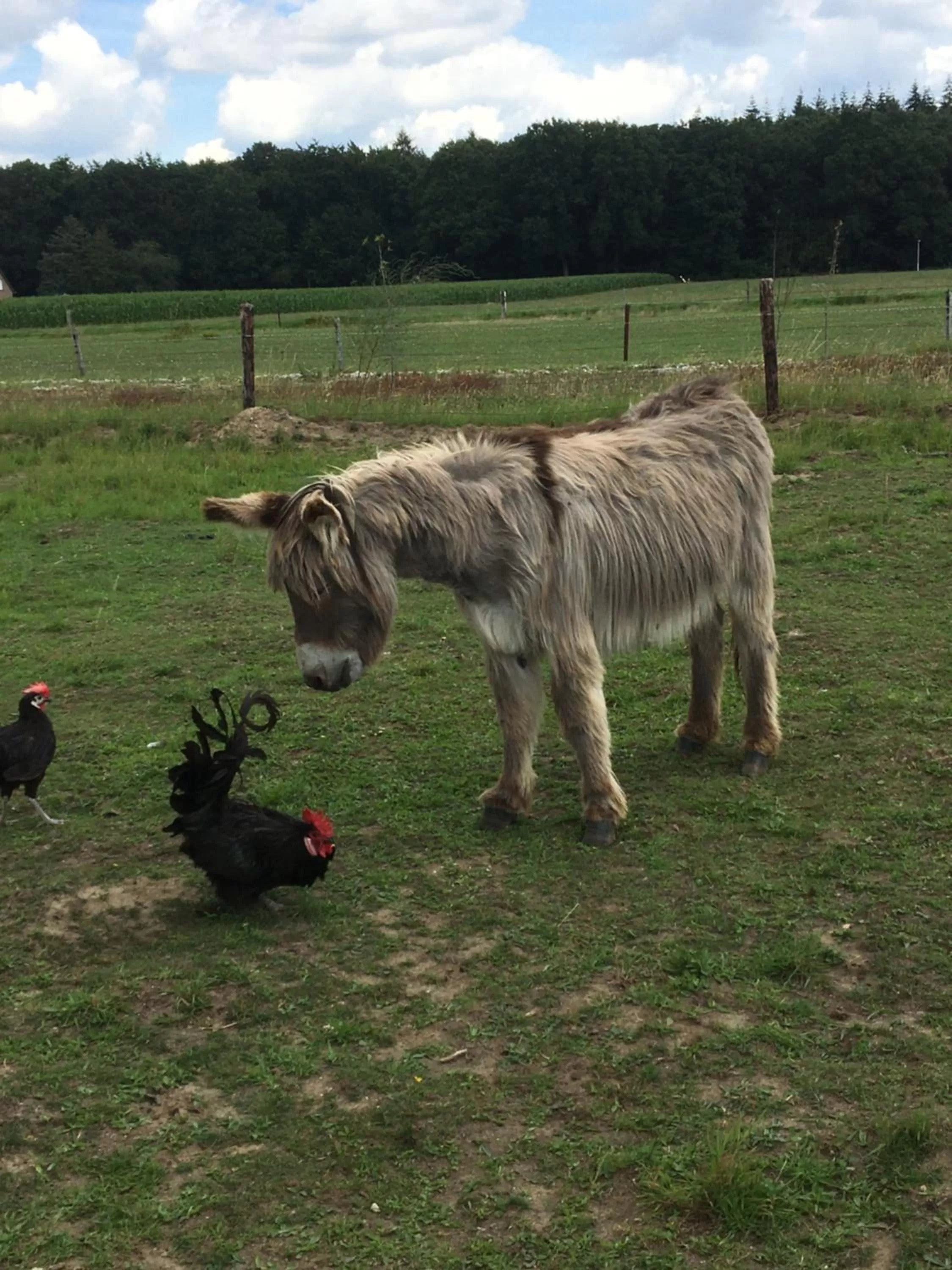 Animals, Pets in Nergena Zimmer Frei