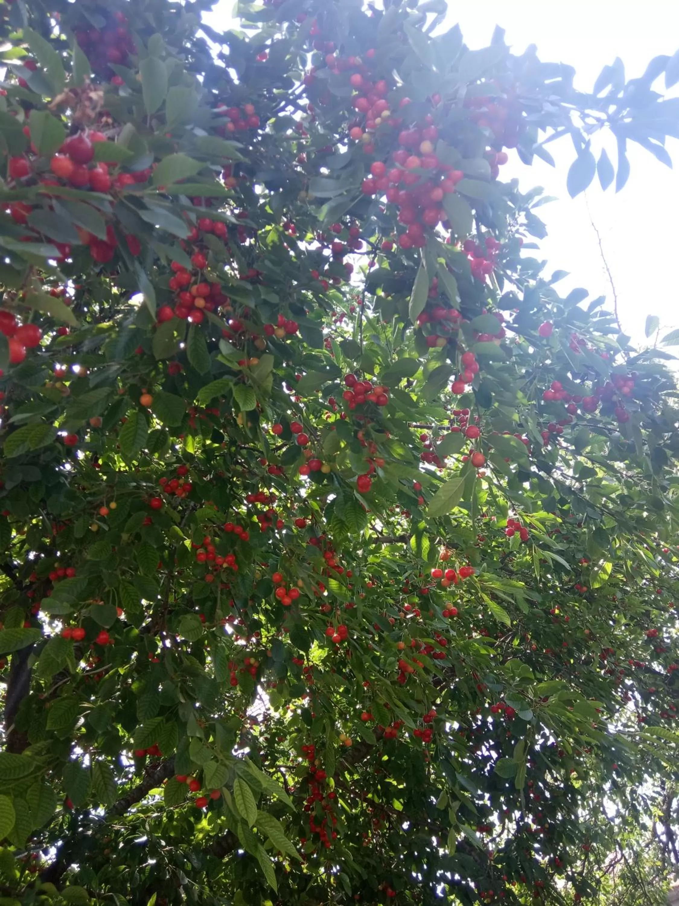 Garden in Guest House David's B&B