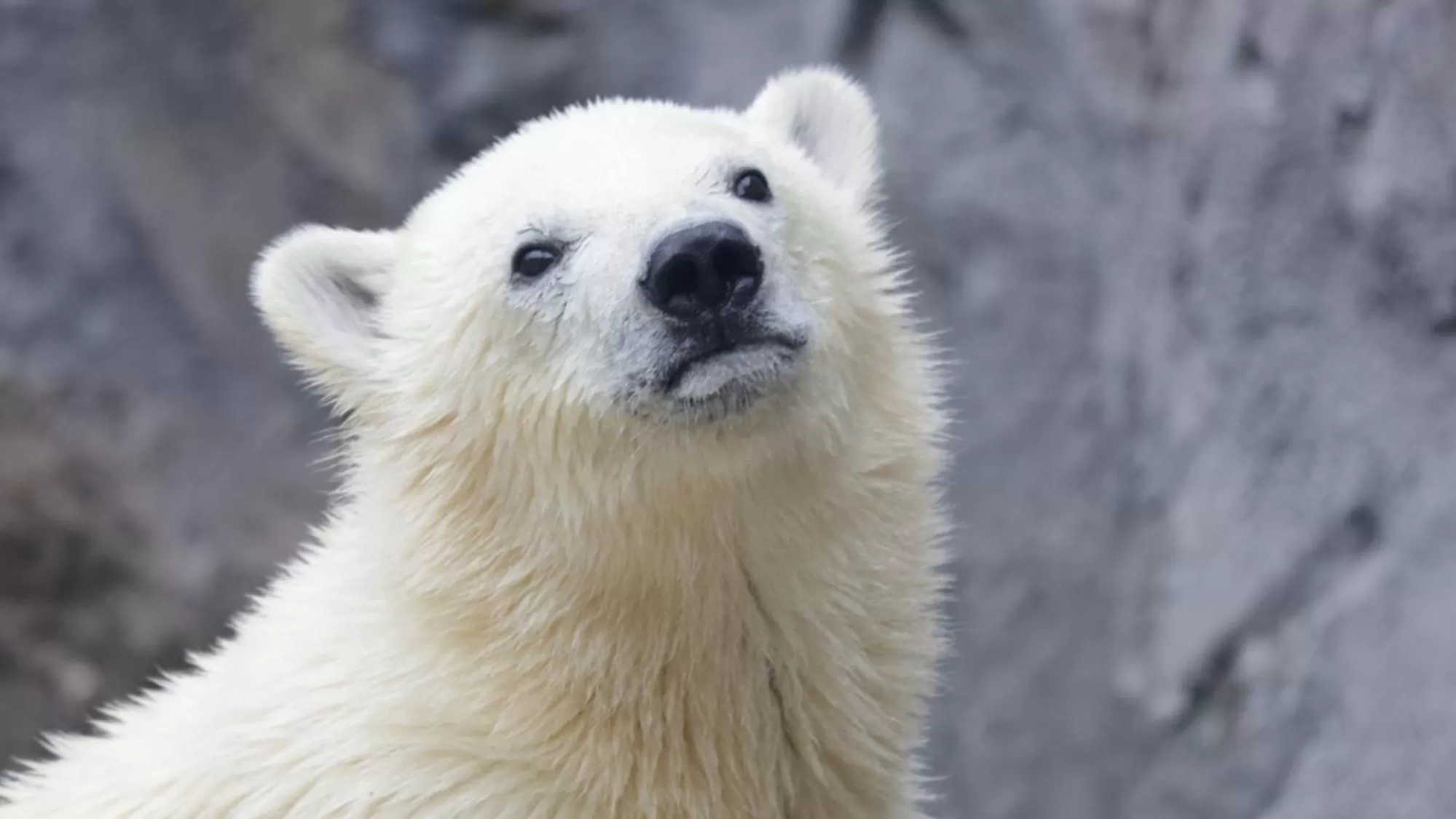 Nearby landmark in Toyoko Inn Hokkaido Asahikawa eki Higashi guchi