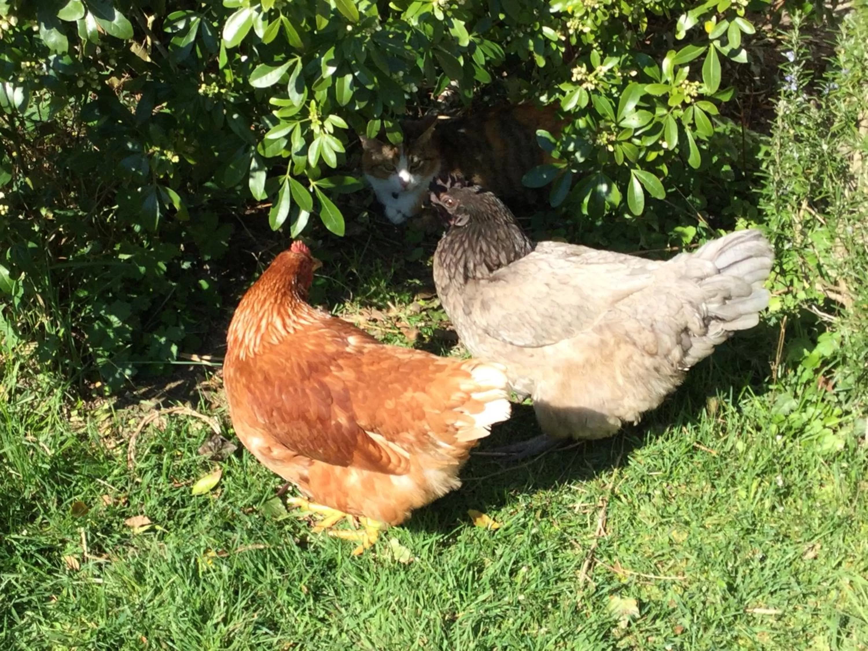 Animals in Chambres d'hôtes La Ferme du Grand Launay