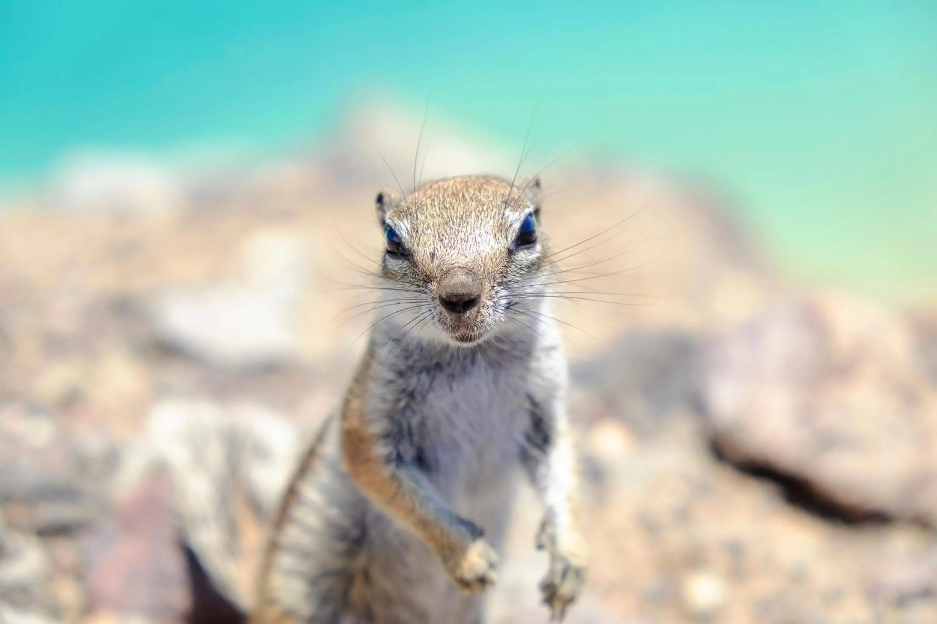 Pets, Other Animals in AVANTI Lifestyle Hotel - Only Adults