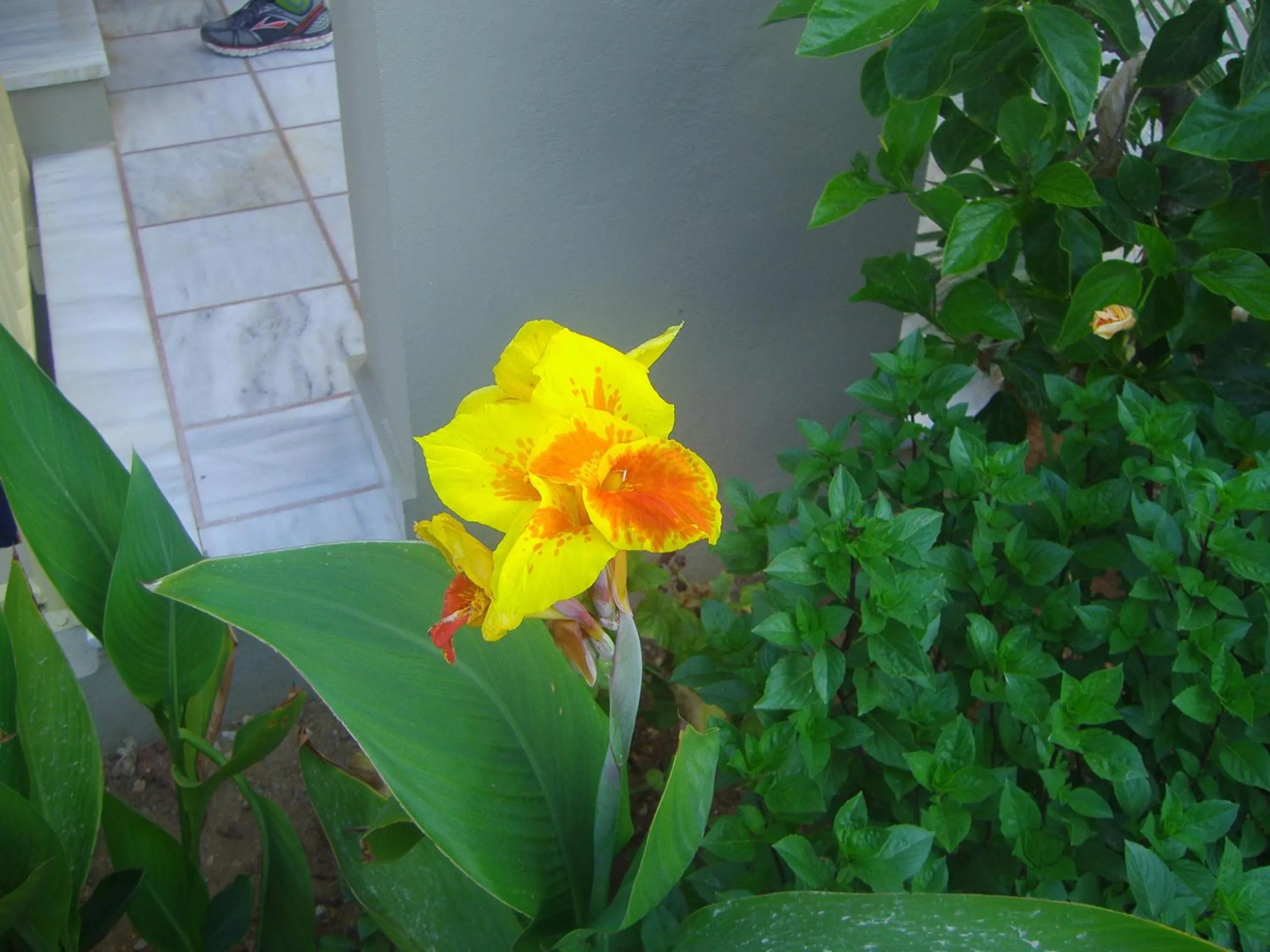 Garden in Ilian Beach & Apartments