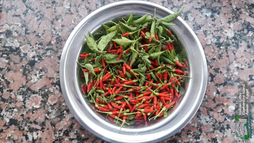 Restaurant/places to eat, Food in Nubian Lotus