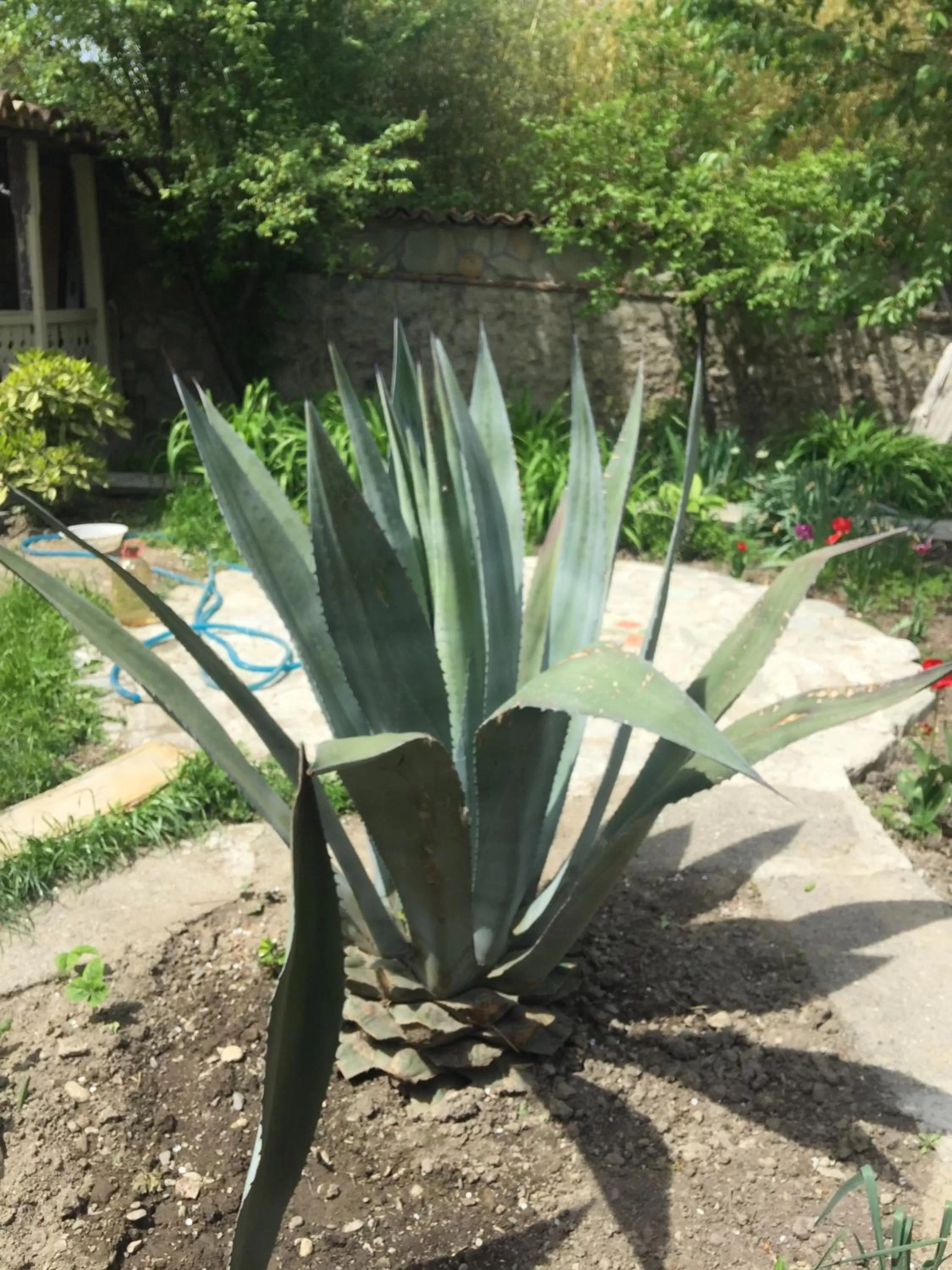 Garden in Nika's Guest House