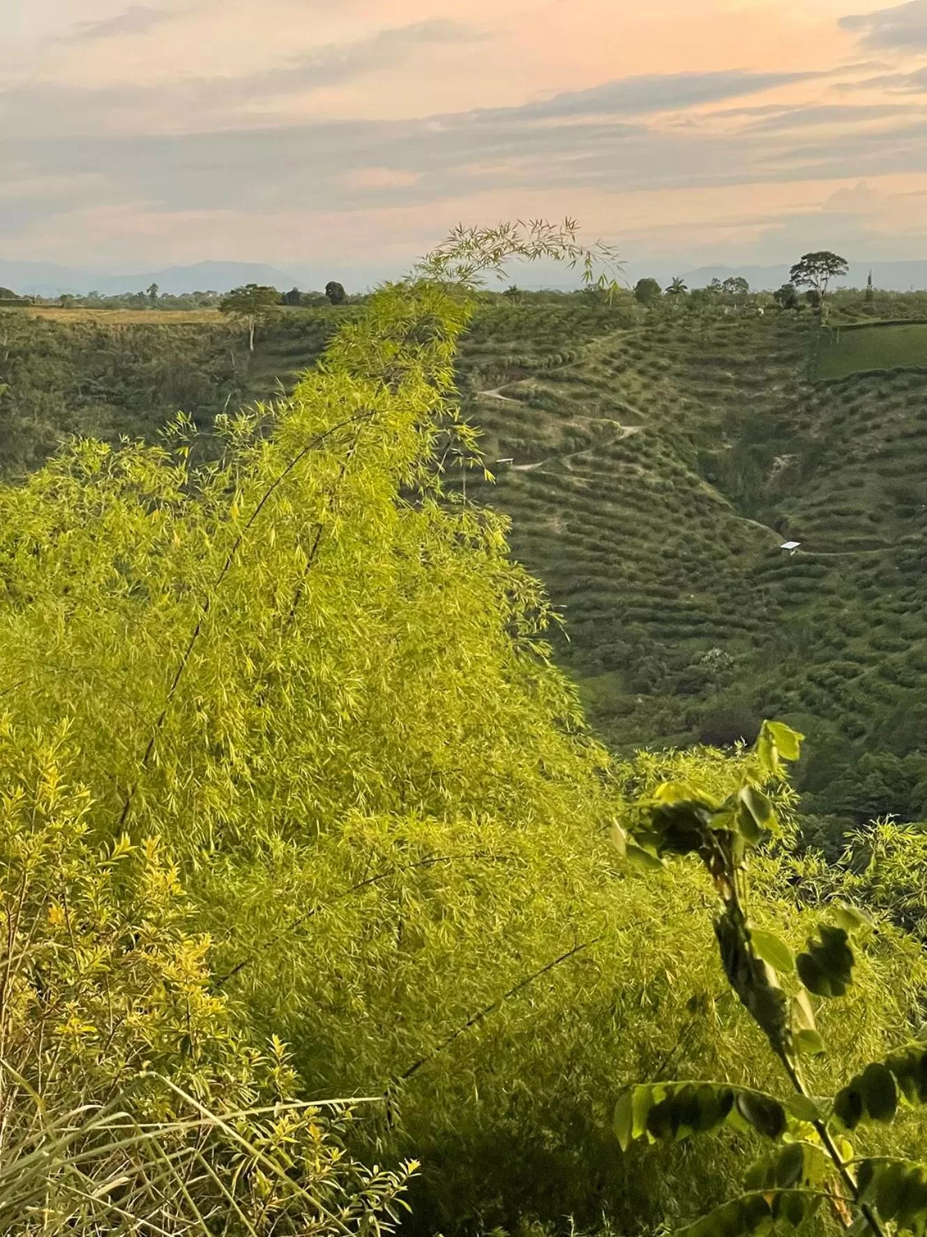 View (from property/room) in MuchoSur Quimbaya