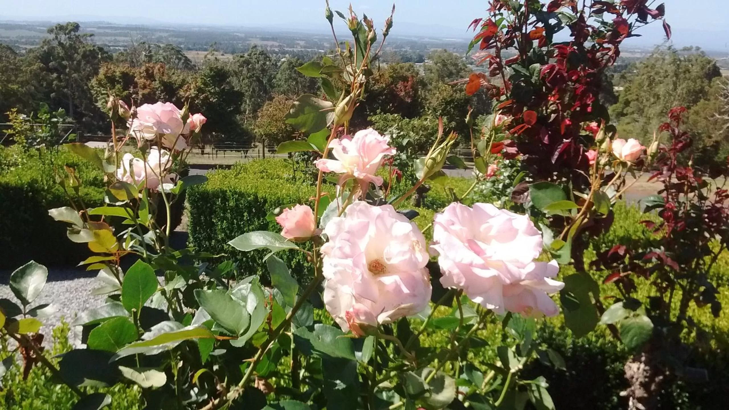 Garden view, Garden in Rosewood Park Guest Suite