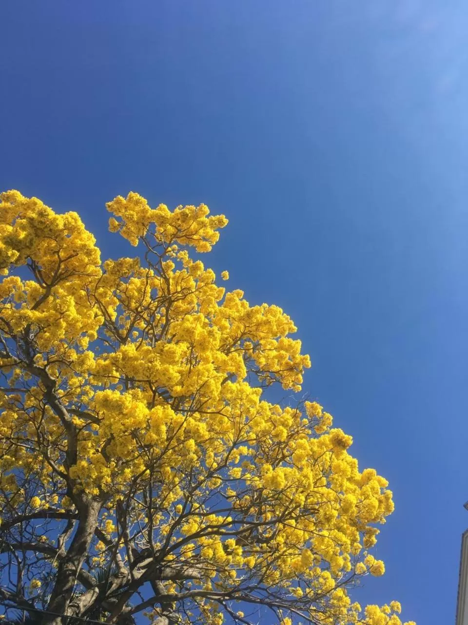 Garden in Cinco Hotel B&B