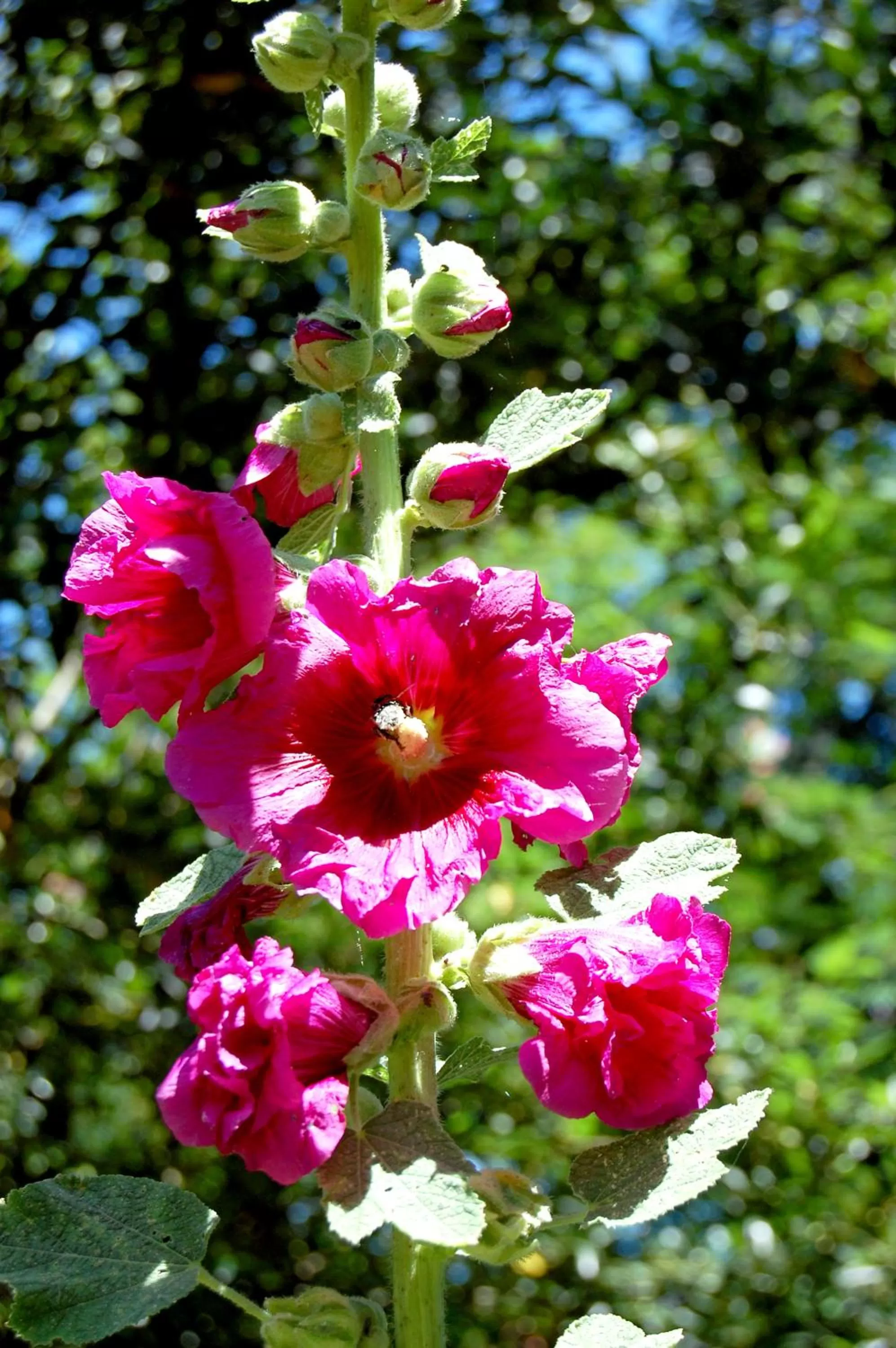 Garden in Madeleine Bergerac
