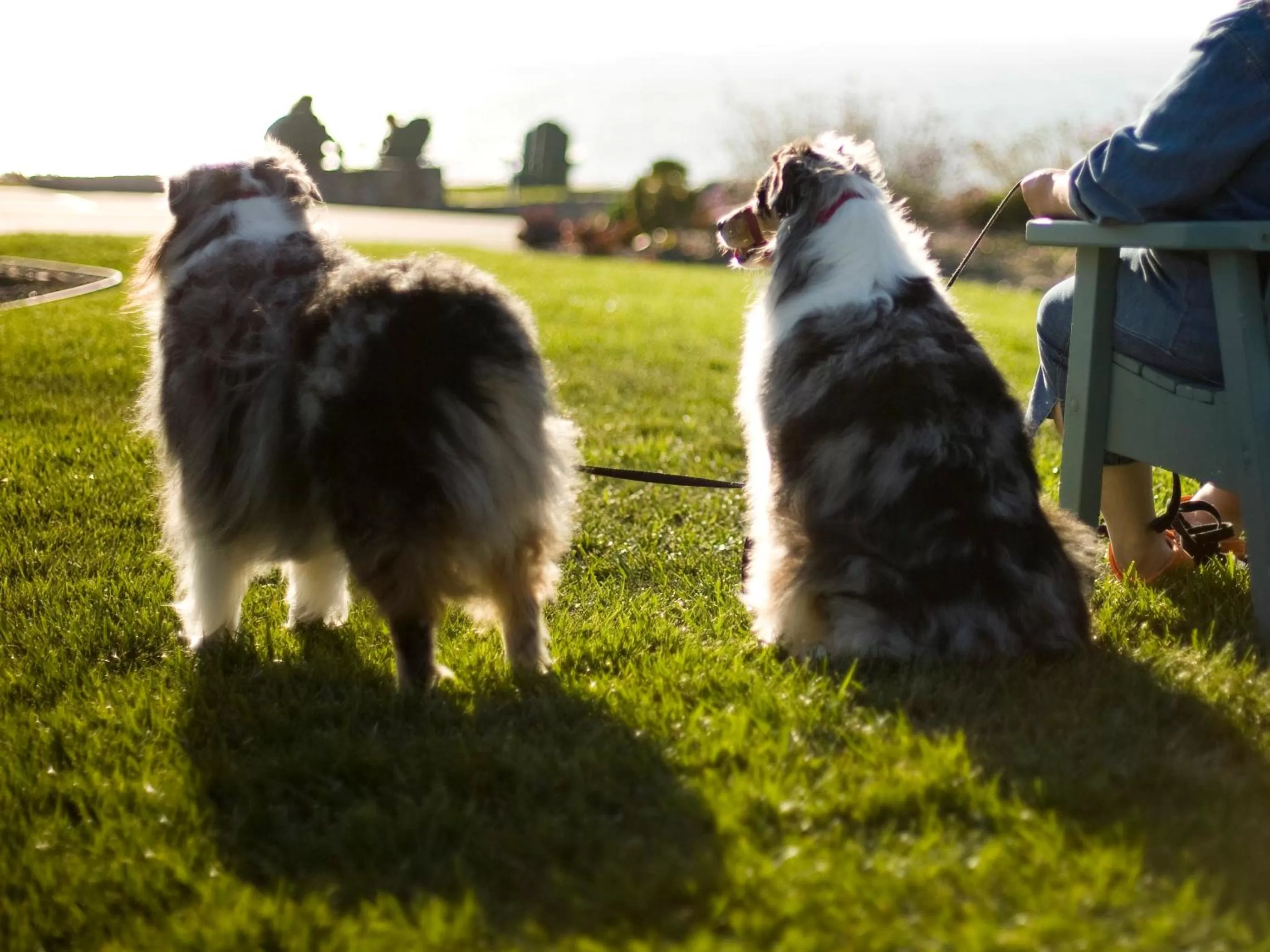 Spring in Cambria Shores Inn
