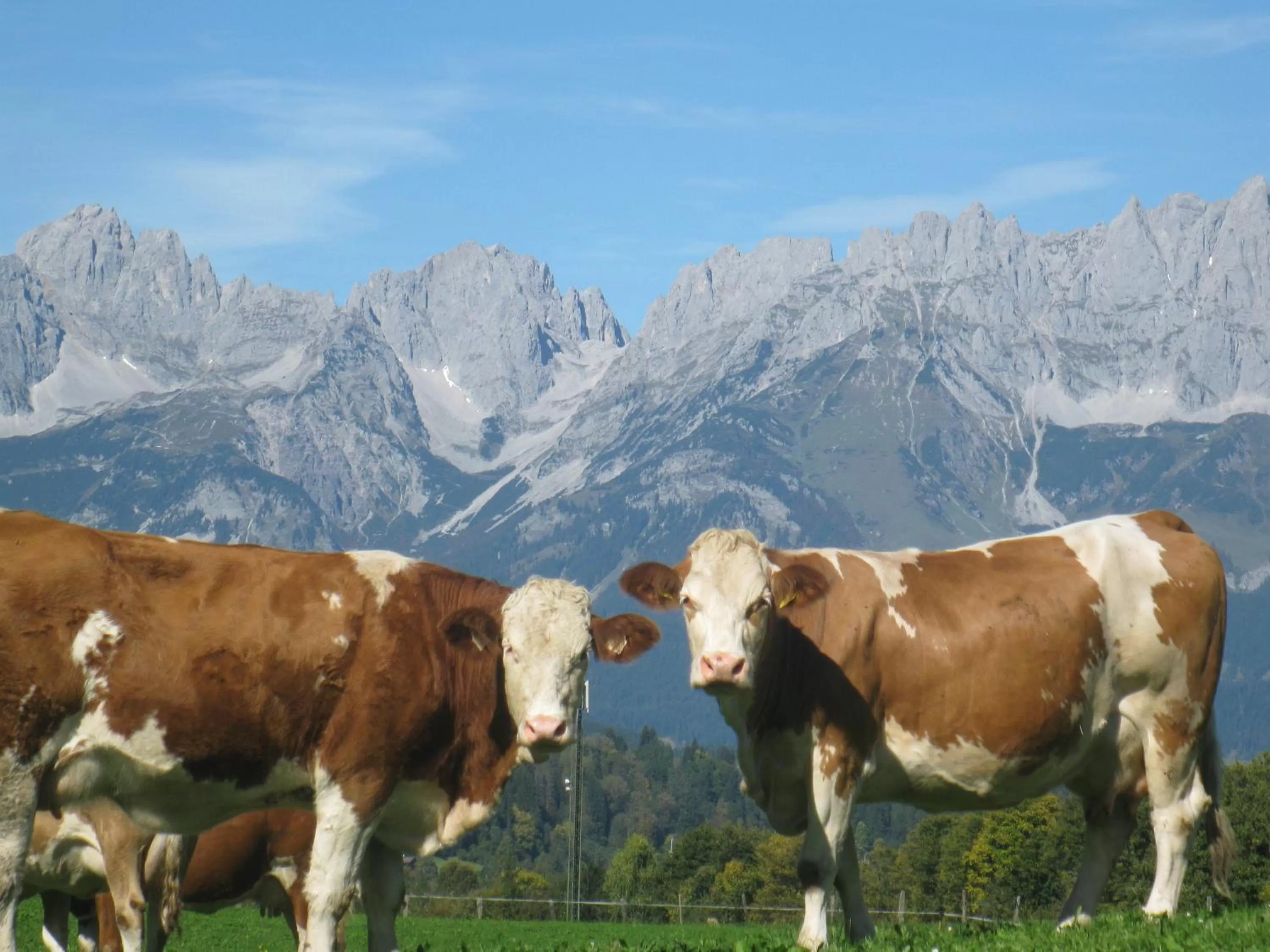 Animals in Malernhof