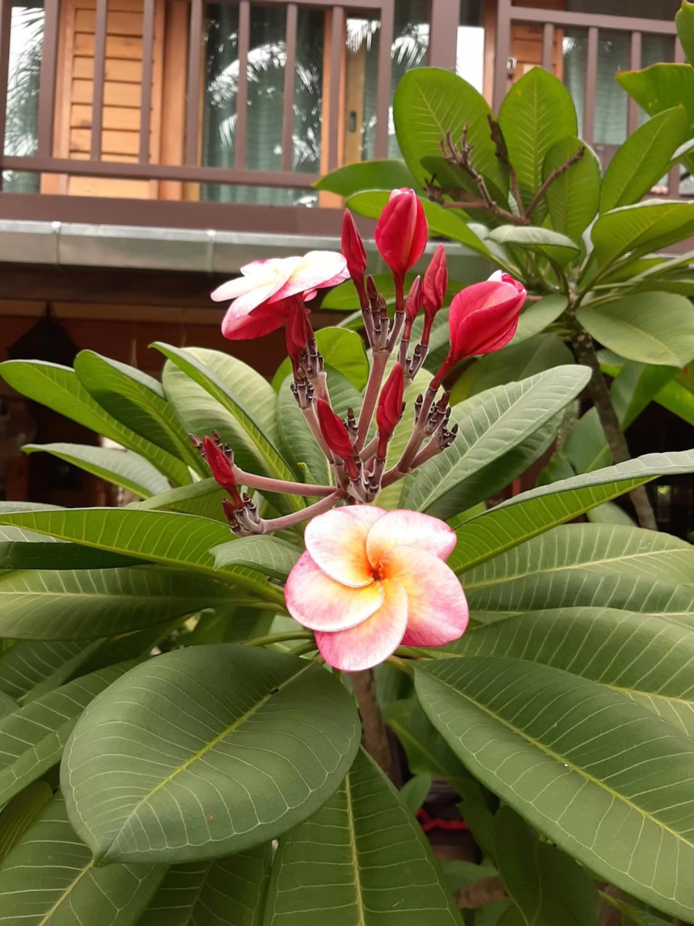 Garden in Liam's Guesthouse Adults Only