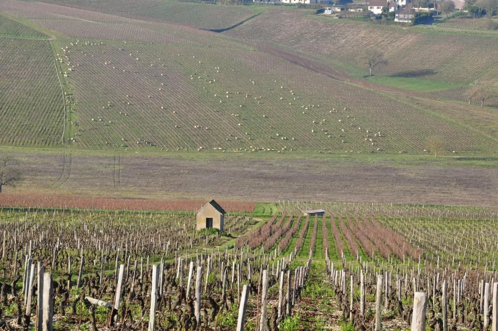 Pets in l'abri du viaduc