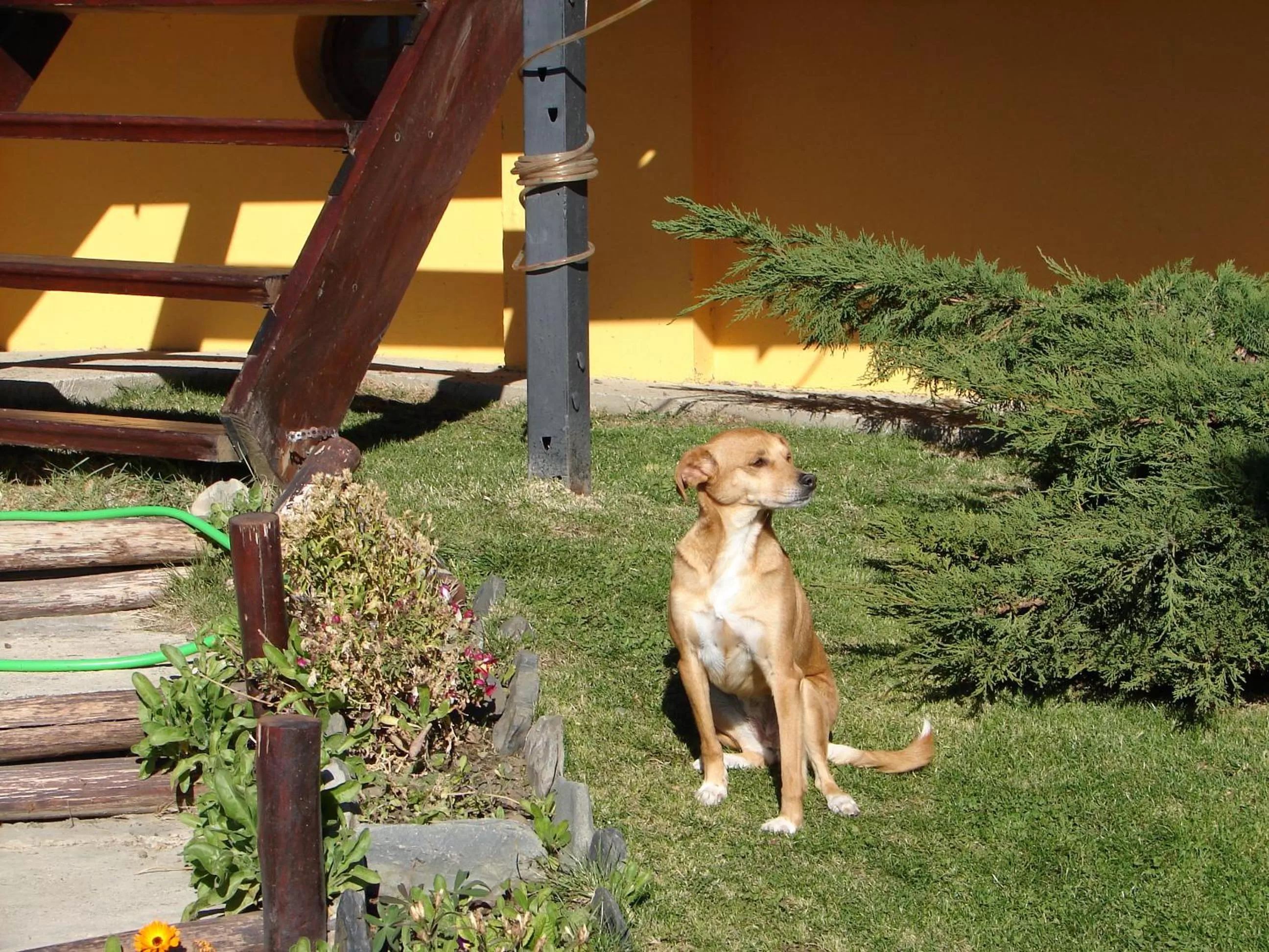 Garden, Pets in Cabañas Marias del Sur