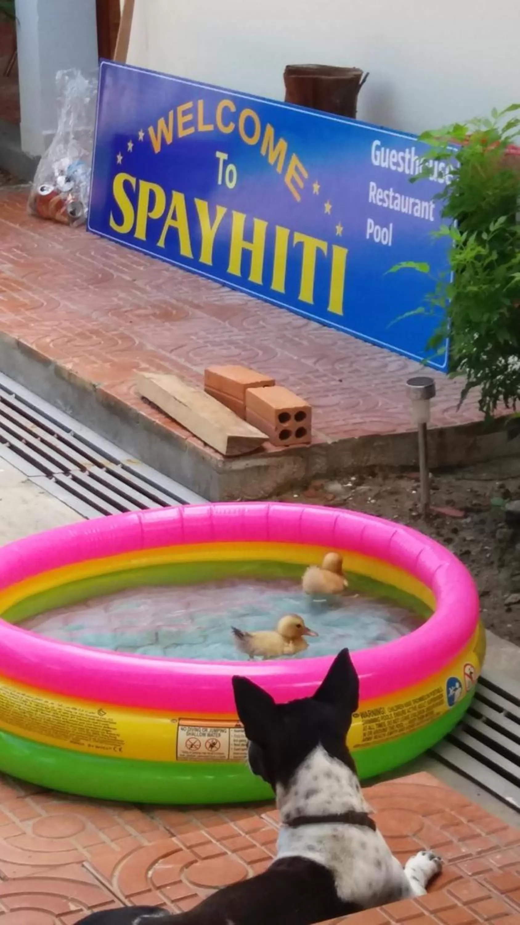 Logo/Certificate/Sign in Spayhiti