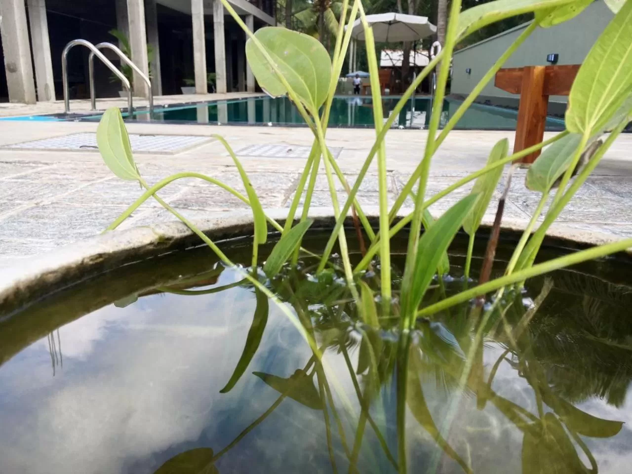 Swimming Pool in Hotel Heladiv
