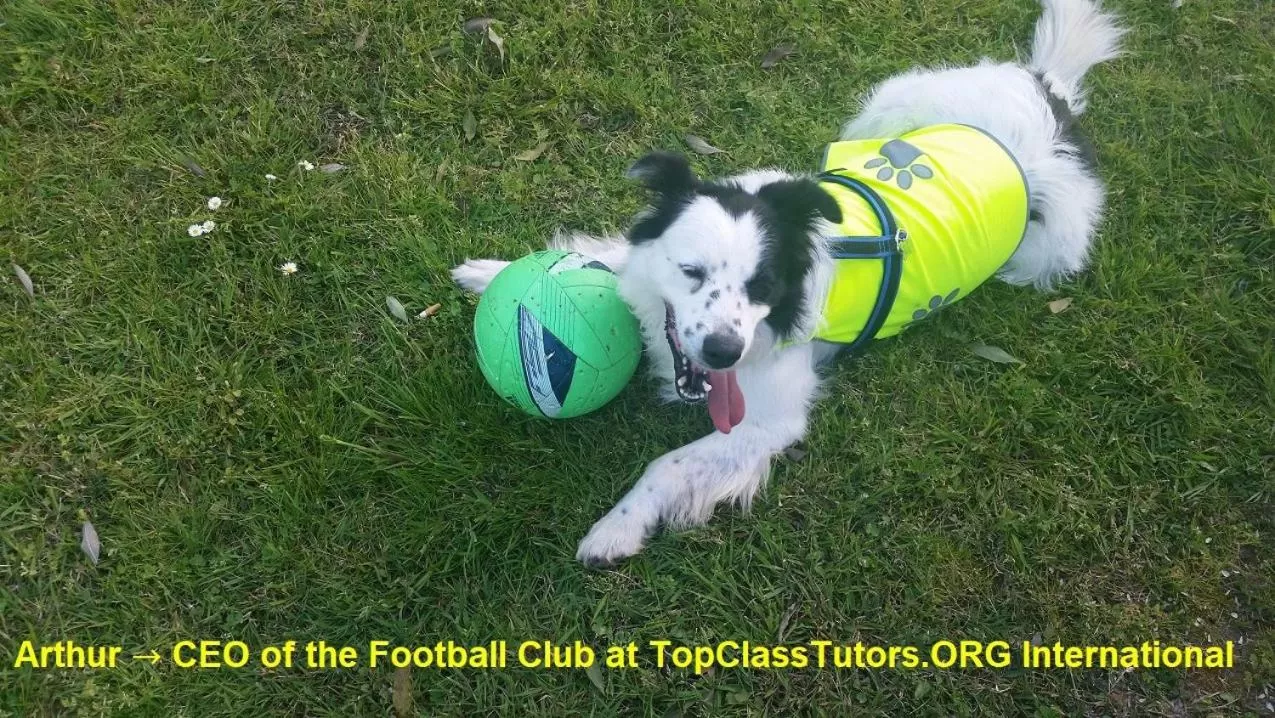 Pets in PURE WELLNESS SEA-VIEW Beluga & Dolphin Luxury HOTEL apartments