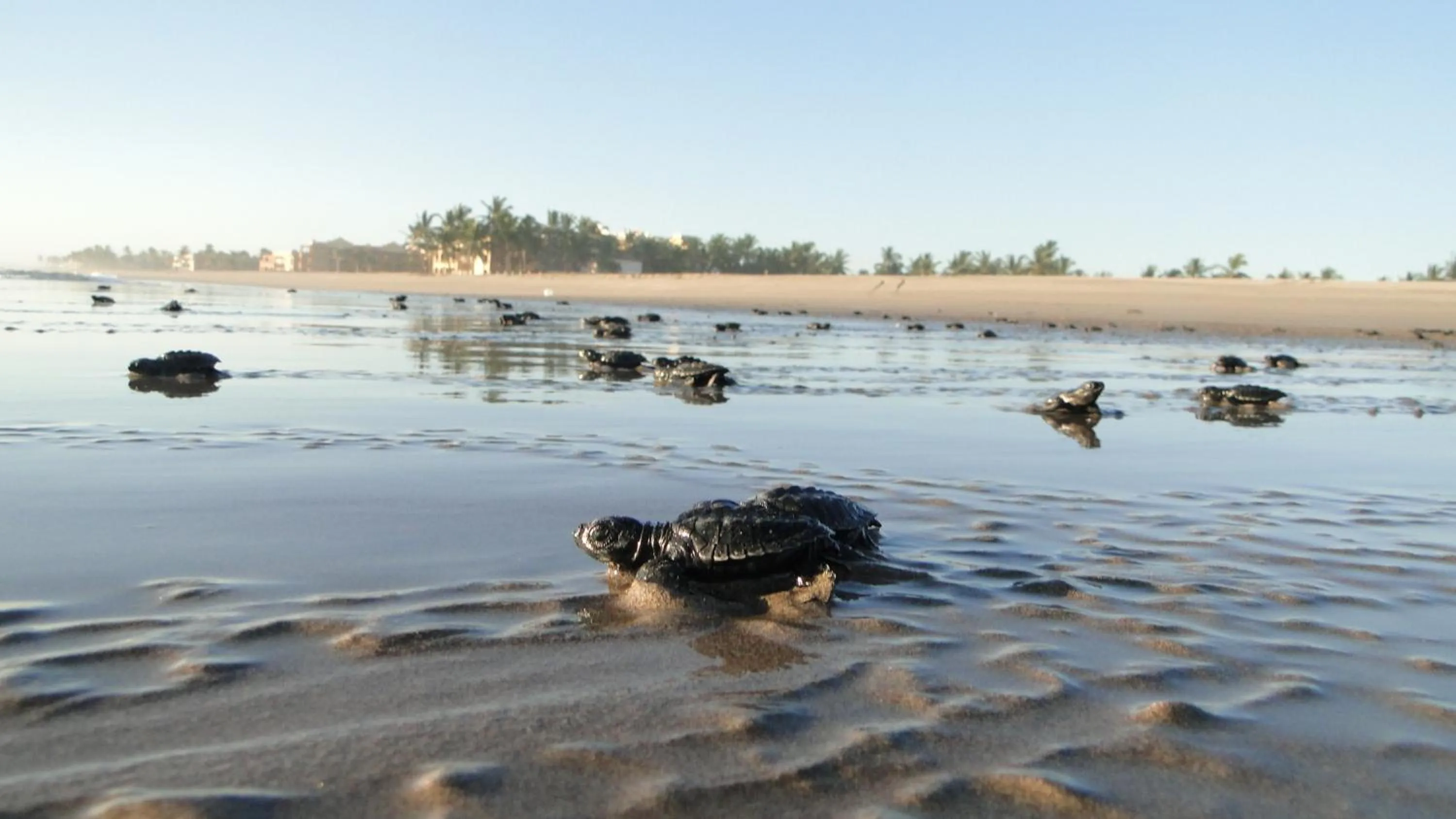 Decorative detail in Las Villas Hotel & Golf By Estrella del Mar