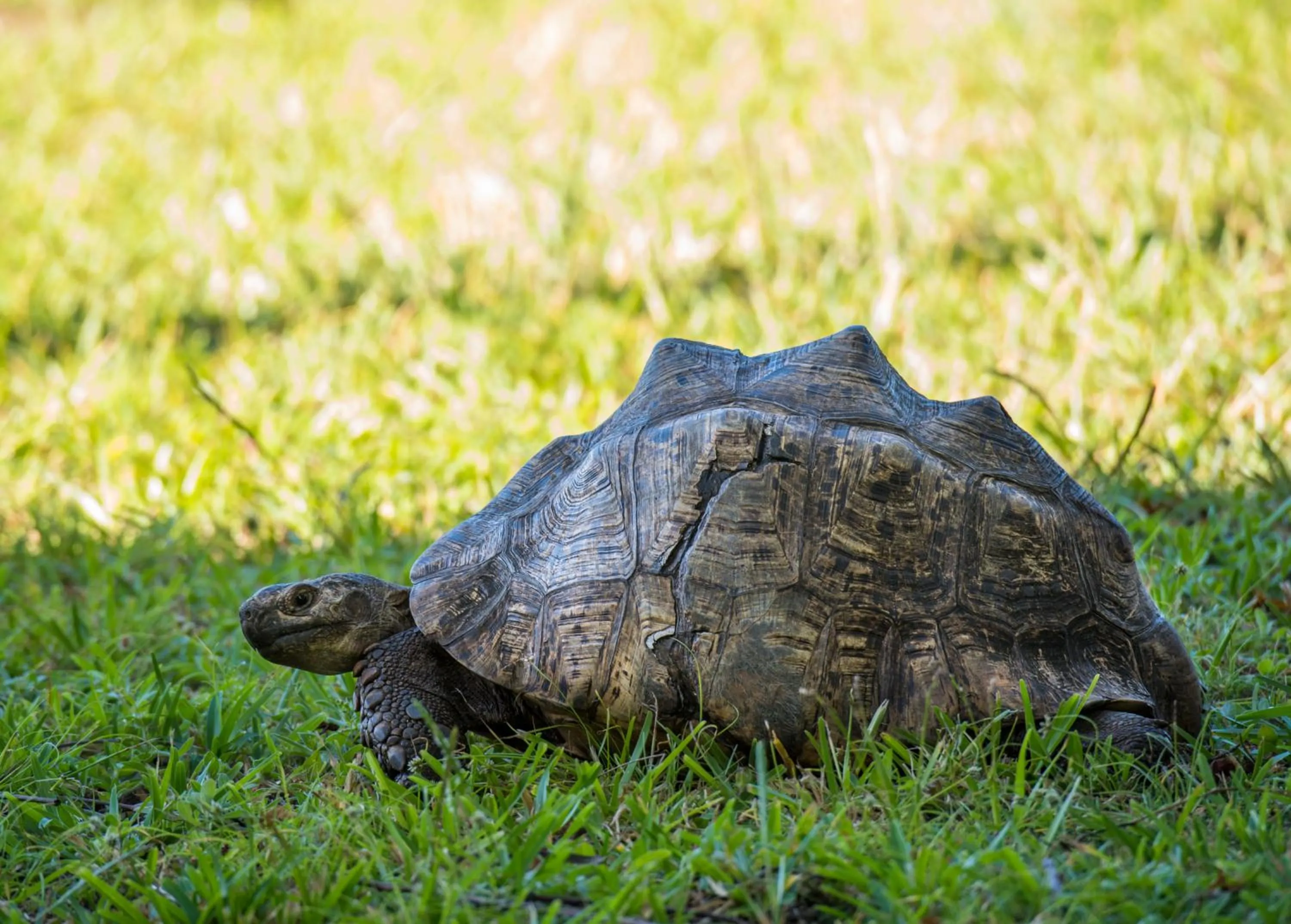 Animals in Amani Beach Resort