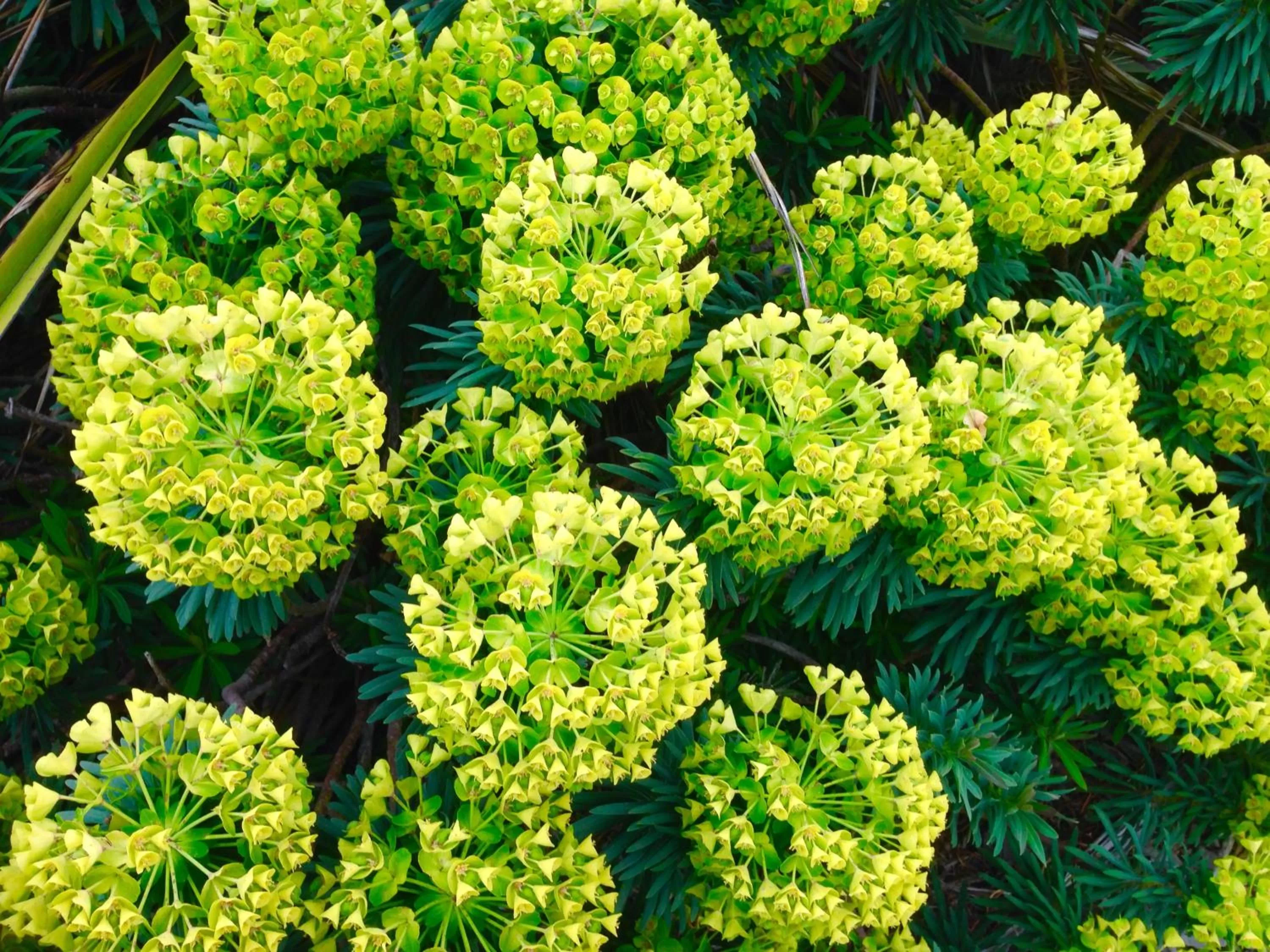 Garden in Teviot View Accommodation