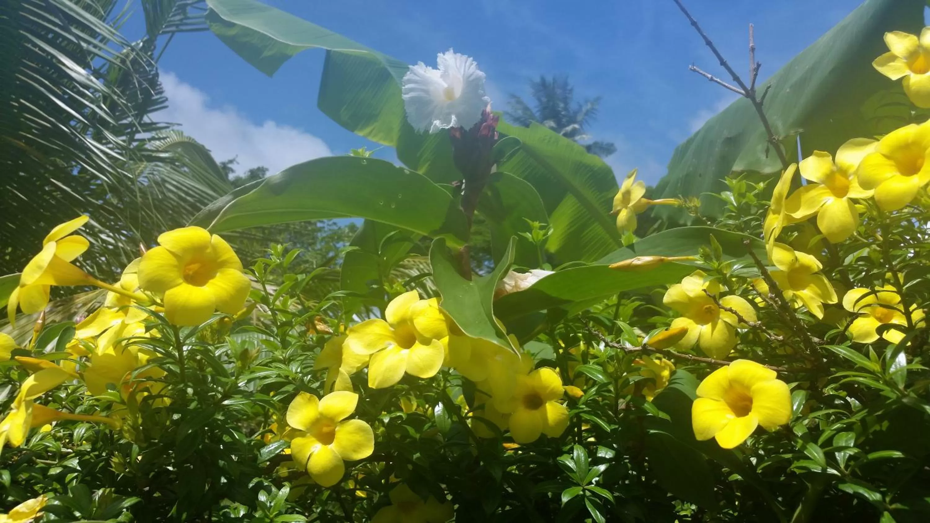 Natural landscape in Banana Grove El Nido