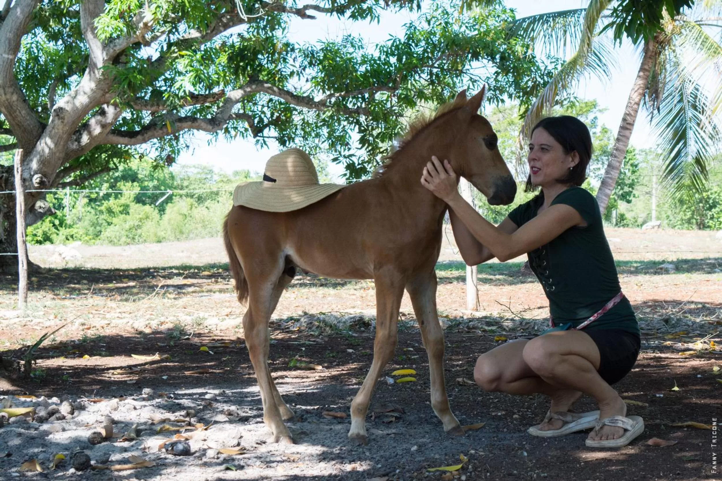 Animals, Other Animals in Horse Cottage