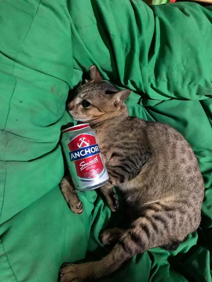 Pets in Green Mango Bungalows