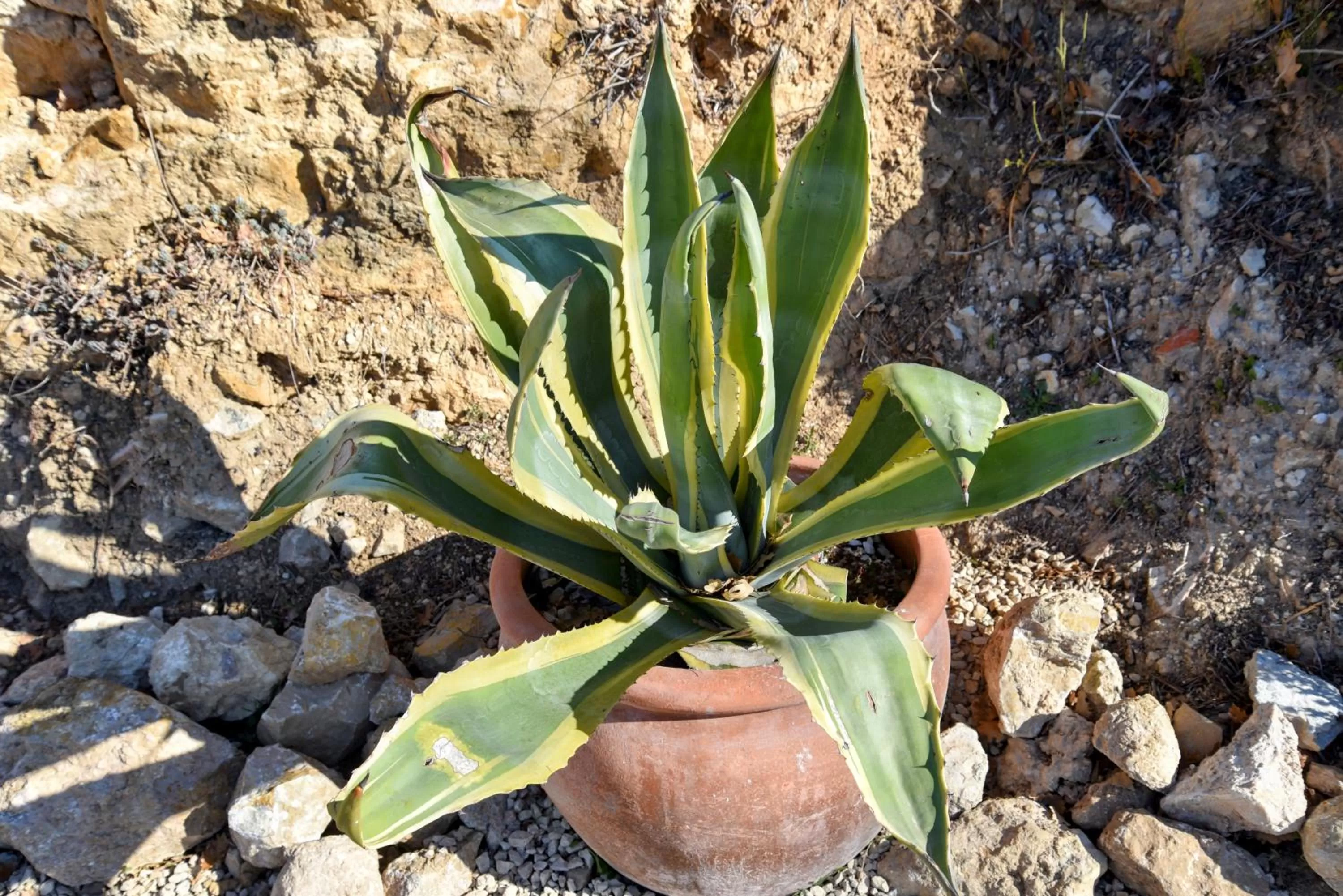 Garden in Chambre d'hôtes Cottes
