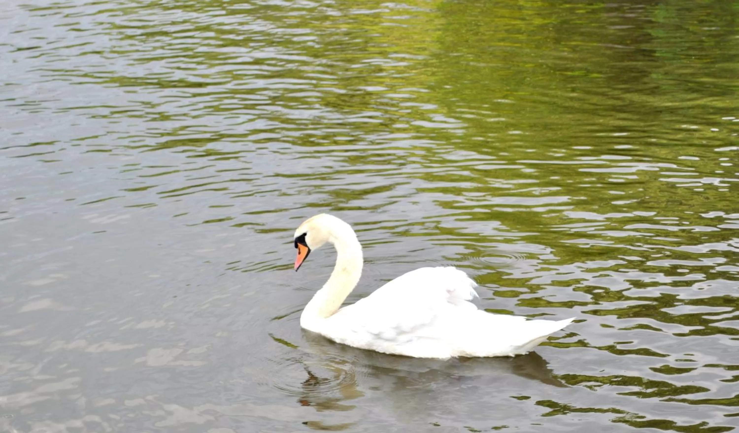 Animals in Tagungshotel Höchster Hof