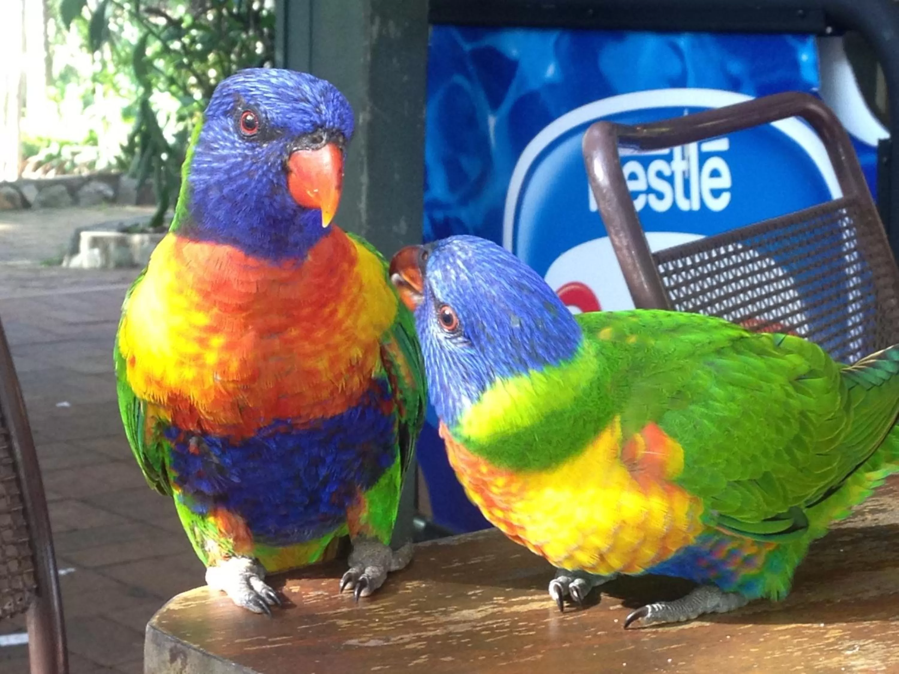Decorative detail in Coral Inn Boutique Motel