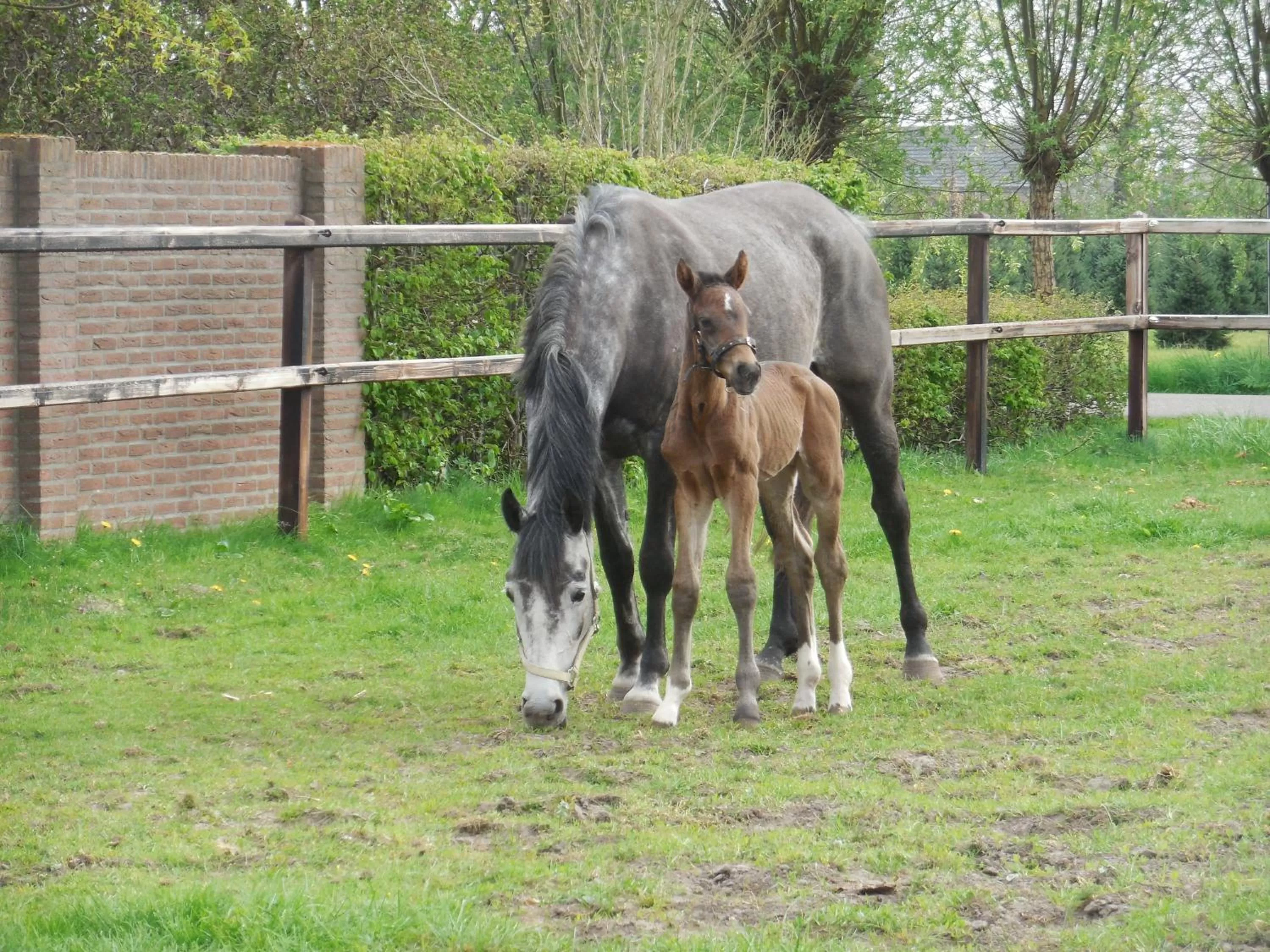 B & B " De 7 Sprong "