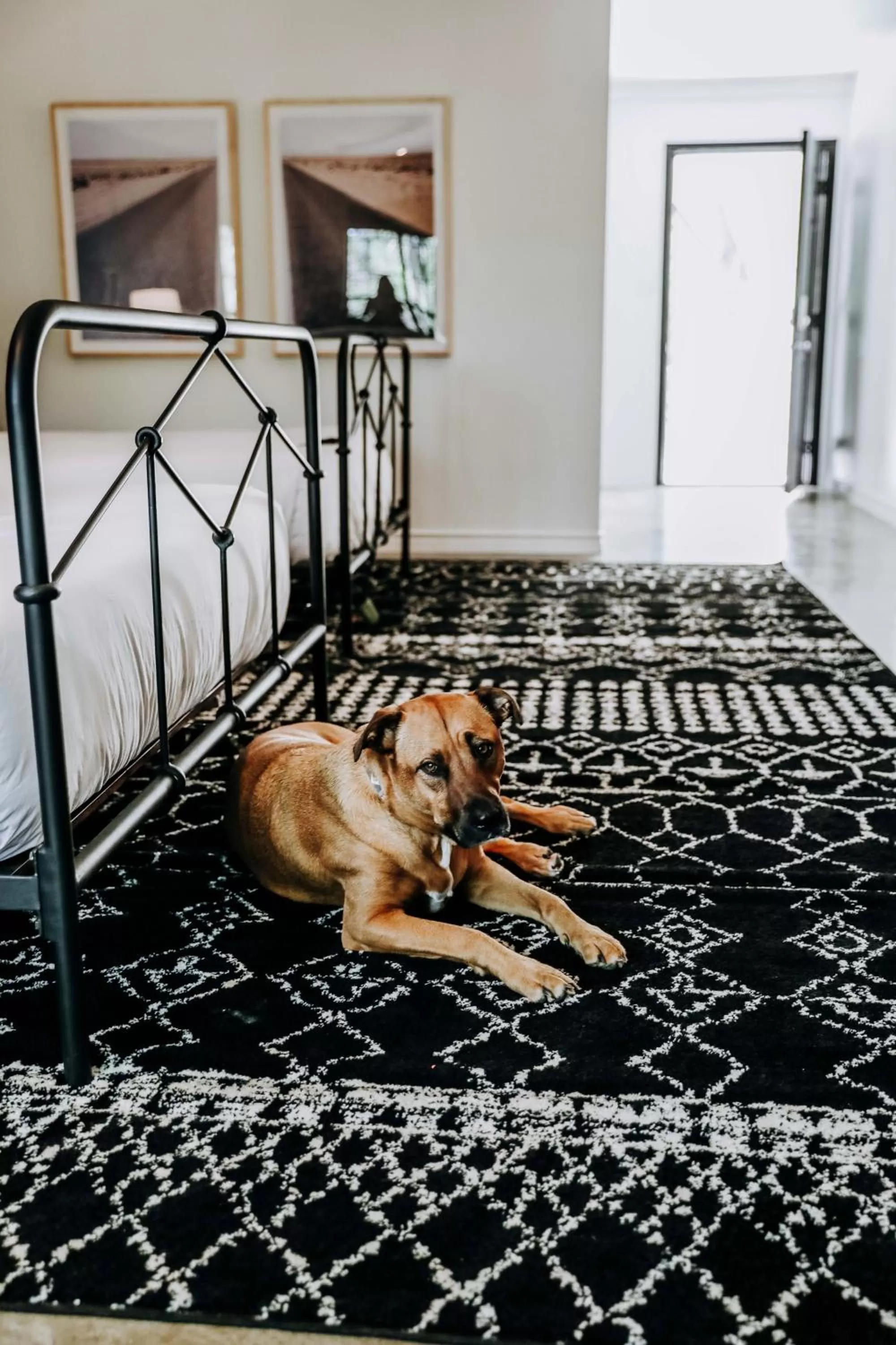 Pets, Bed in Wimberley Inn & bar