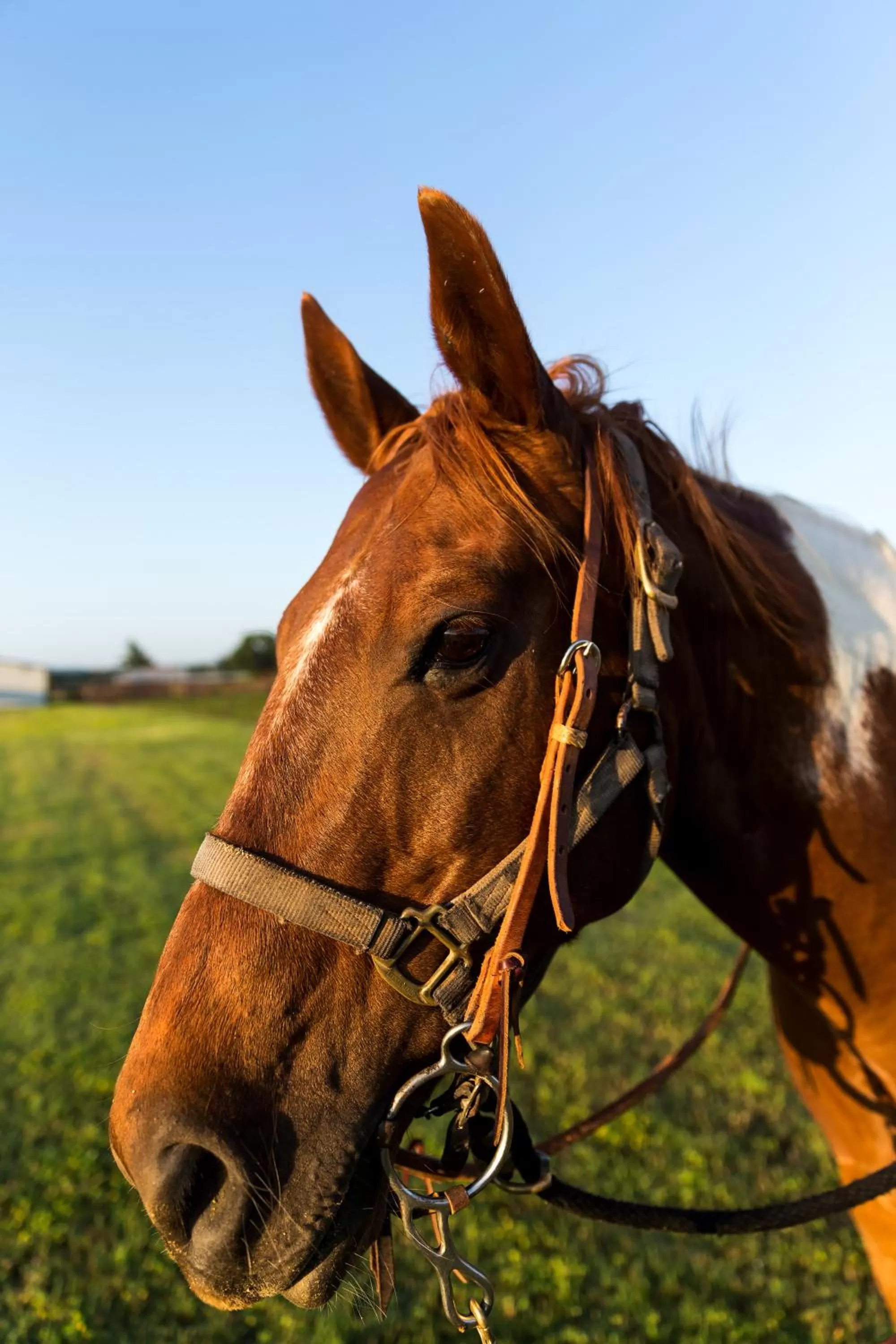 Horse-riding, Other Animals in Wildcatter Ranch and Resort
