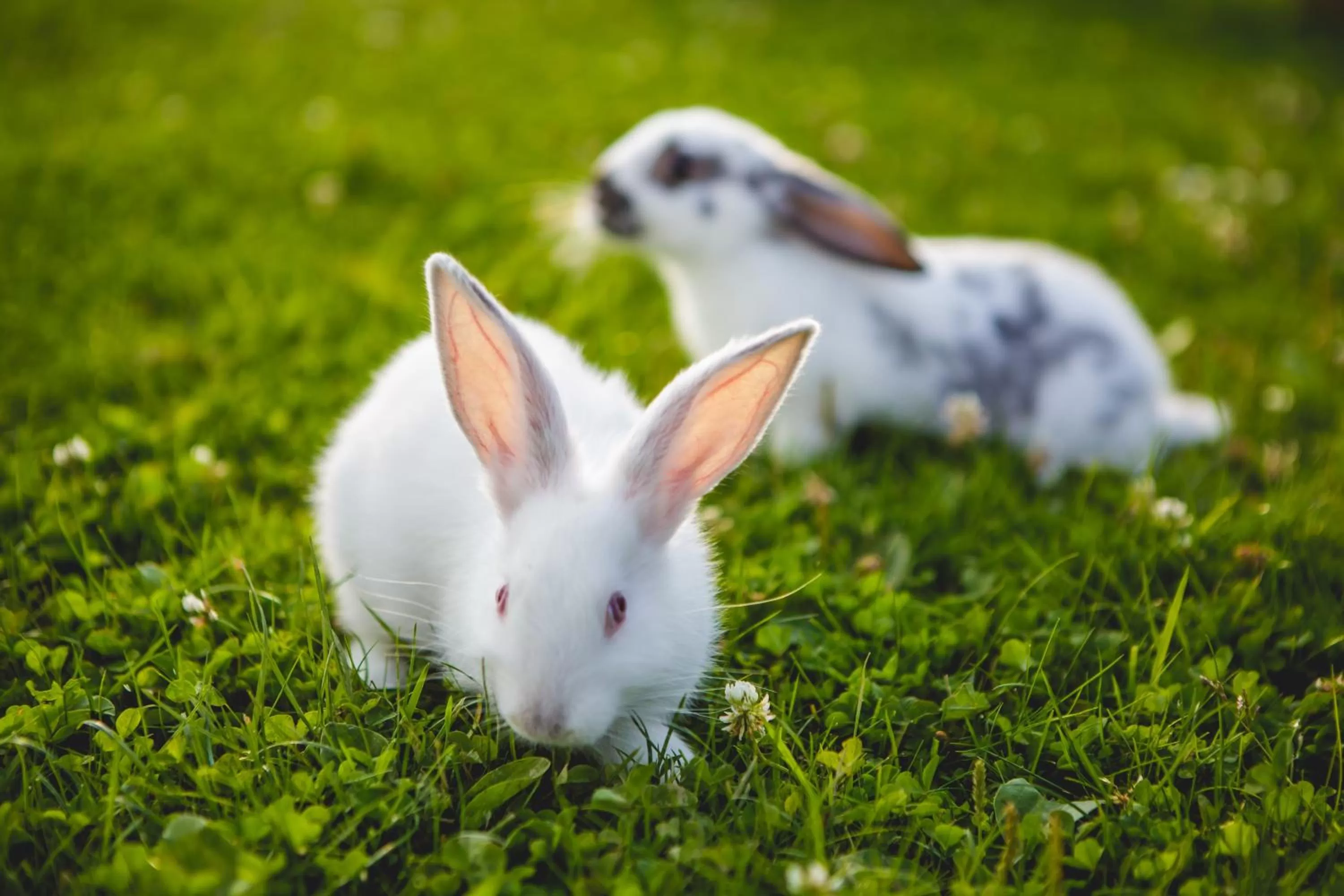 Pets in Oravský Háj Garden Hotel & Resort