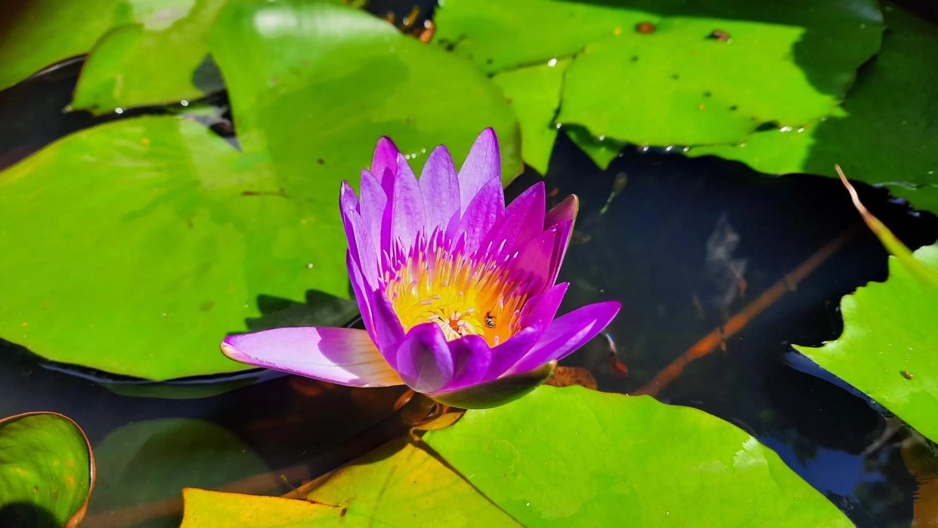 Natural landscape in Wildland Resort