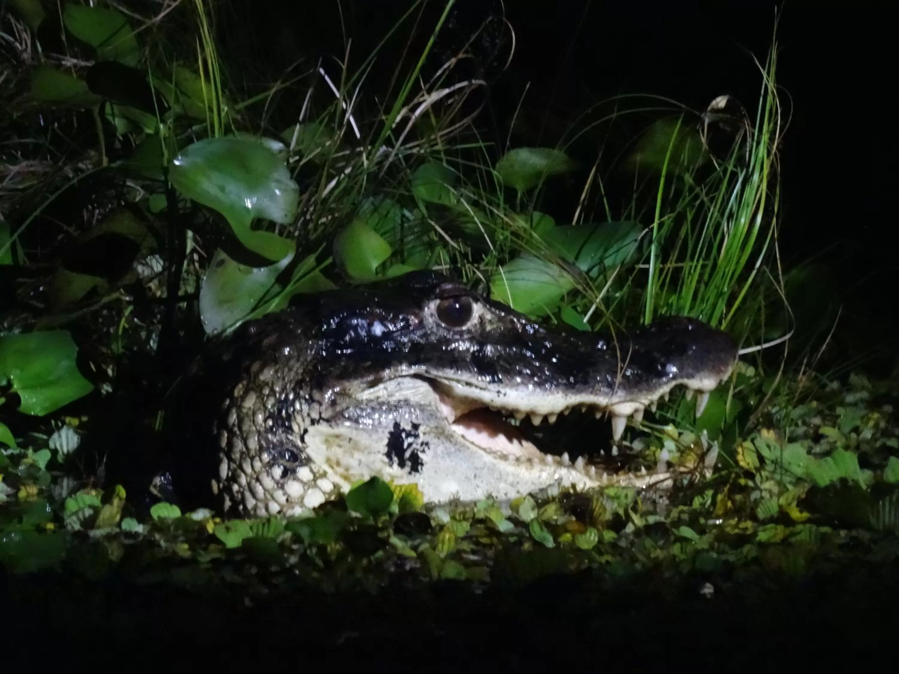 Animals in Hostal Limoncocha