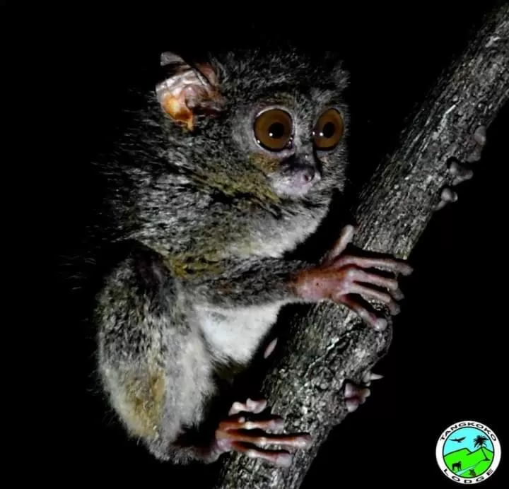 Off site in Tangkoko Lodge